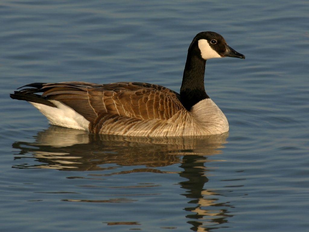 1030x770 HD Canada Goose Wallpaper and Photo. HD Animals Wallpaper, Desktop