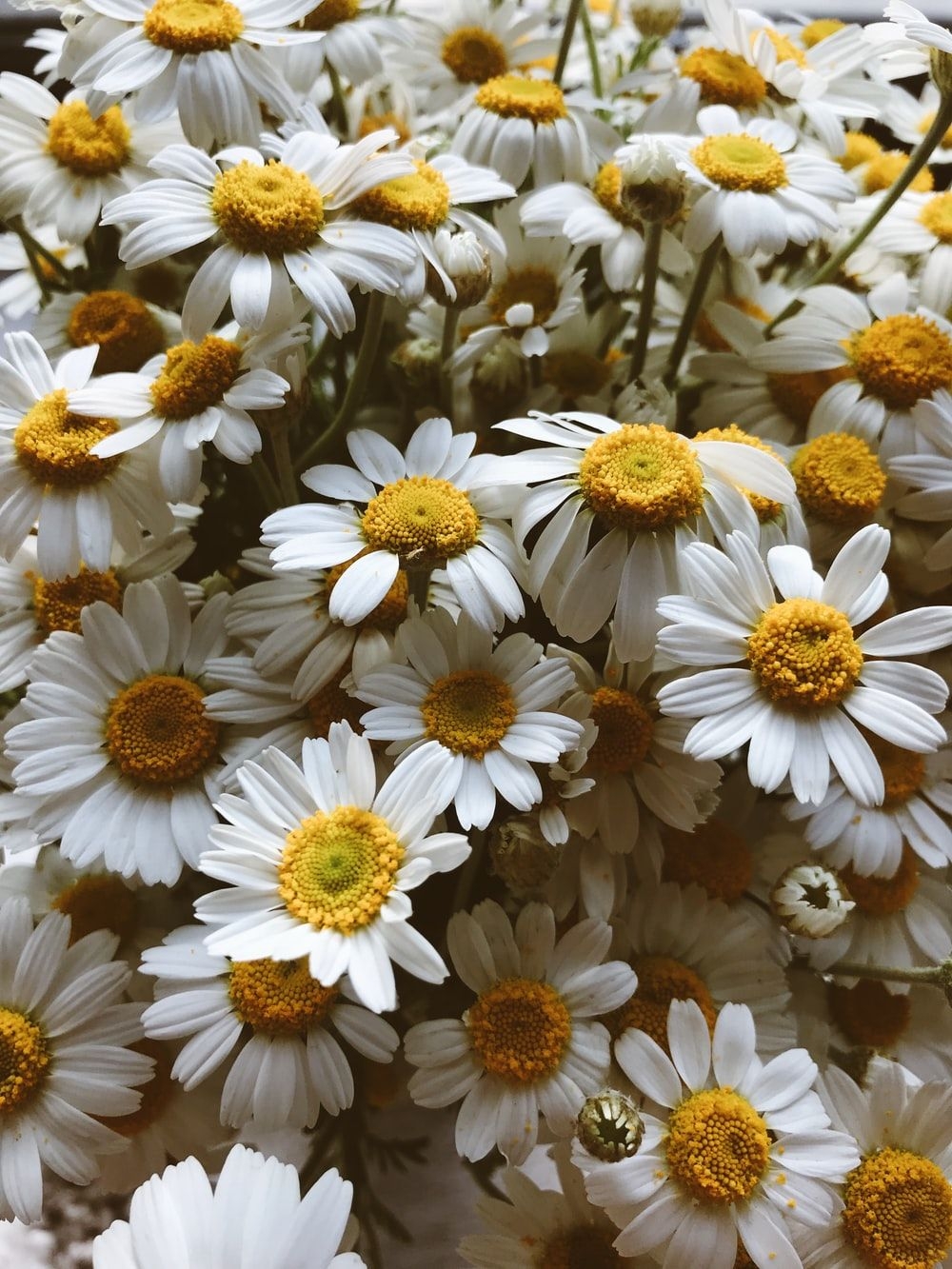 1000x1340 white daisy flowers during daytime.com, Phone