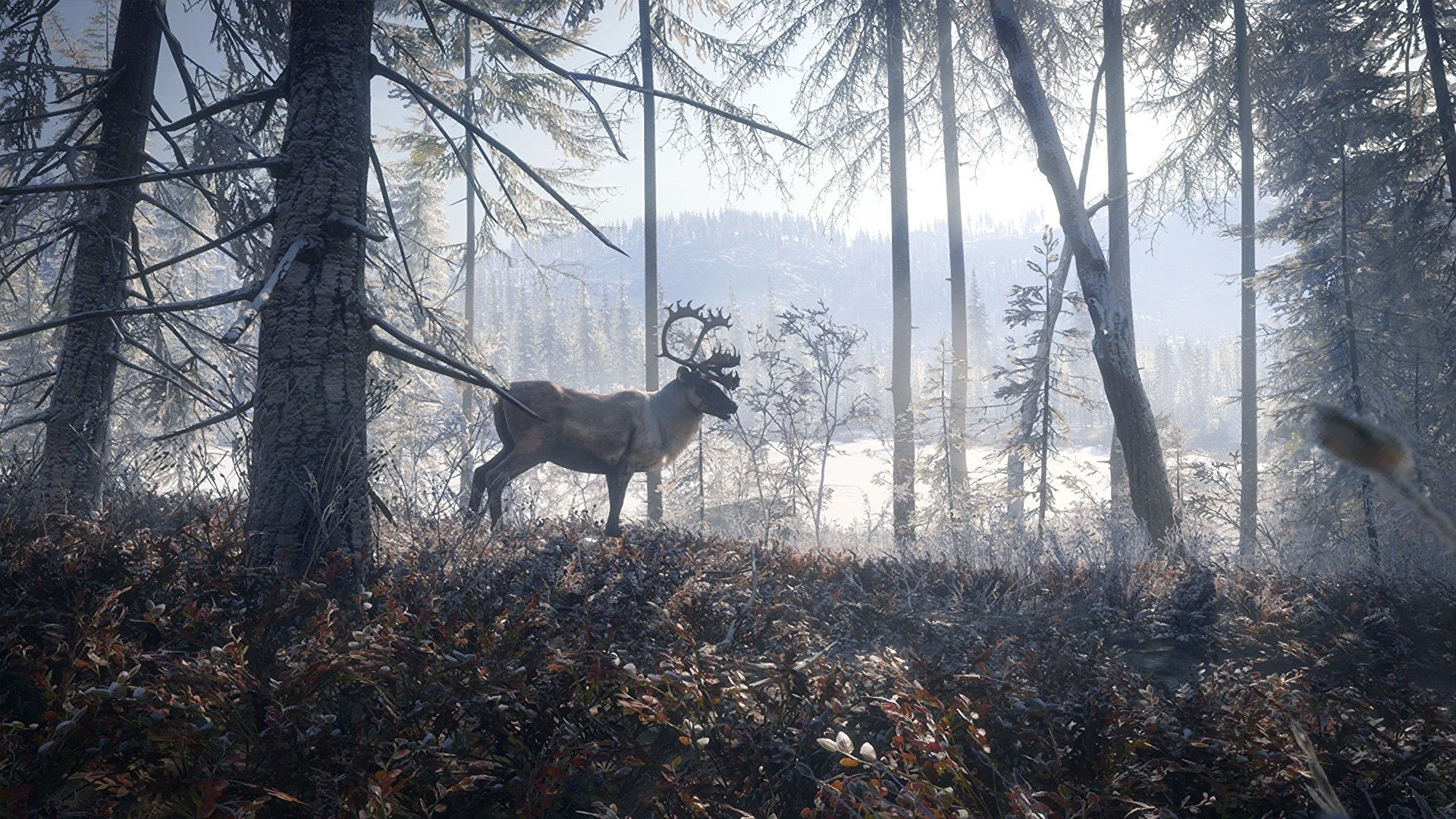 1920x1080 How theHunter: Call of the Wild simulates wild animals. Rock Paper Shotgun, Desktop