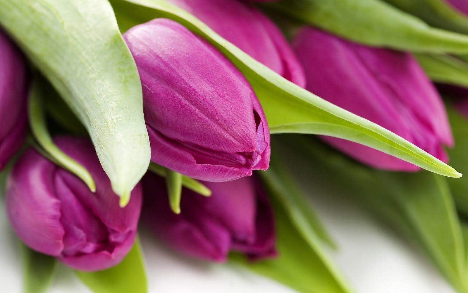 1600x1000 Purple And Pink Tulips Wallpaper, Desktop