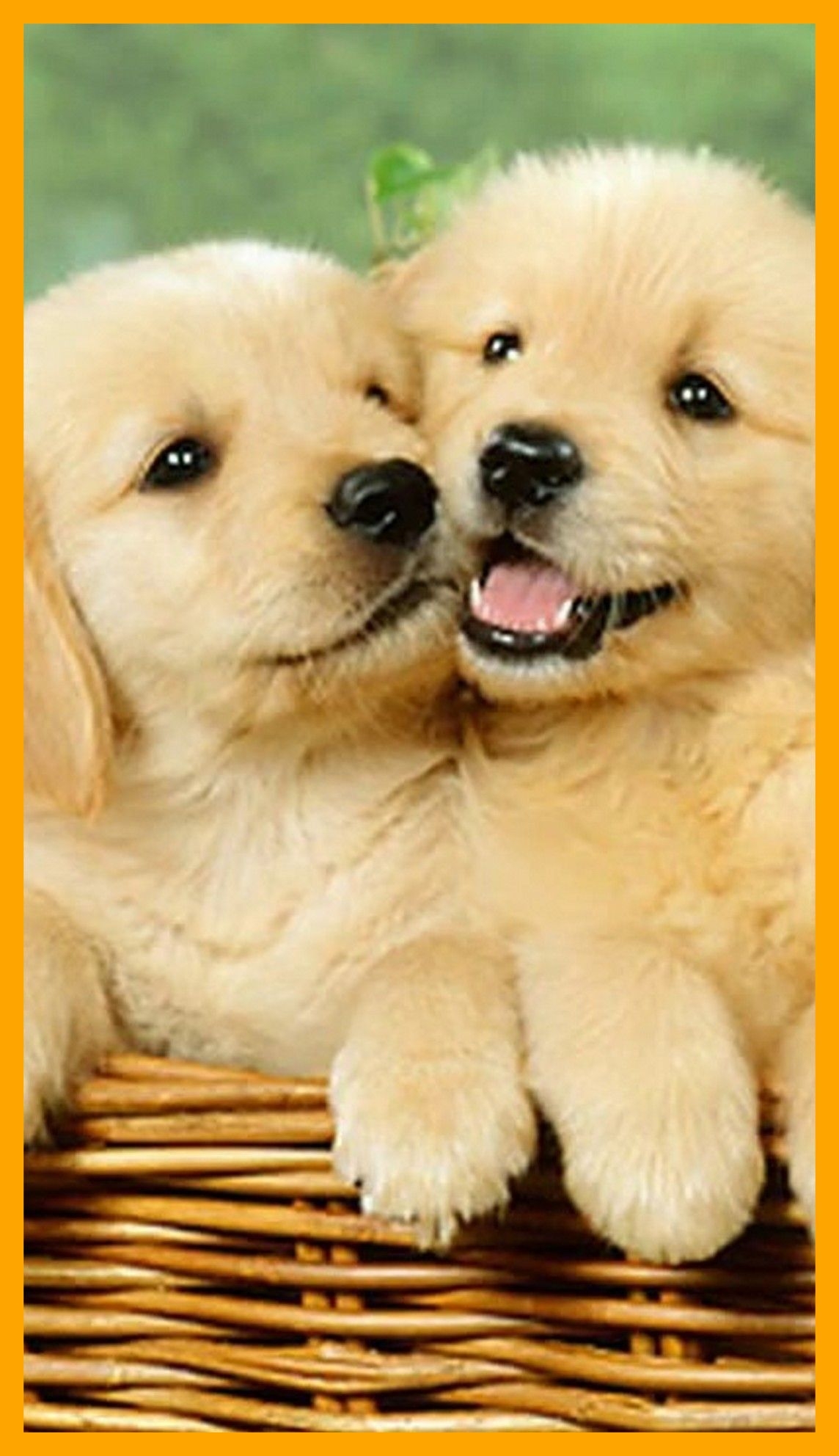 1150x1990 Cute Dog Wallpaper, Phone