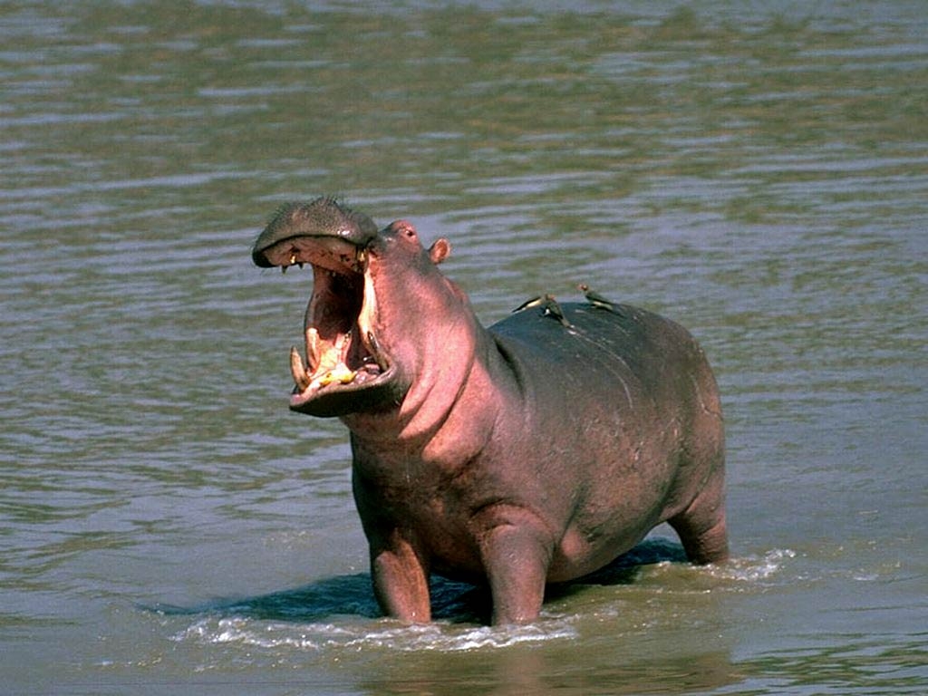 1030x770 Free Hippopotamus (Hippo) Wallpaper download, Desktop