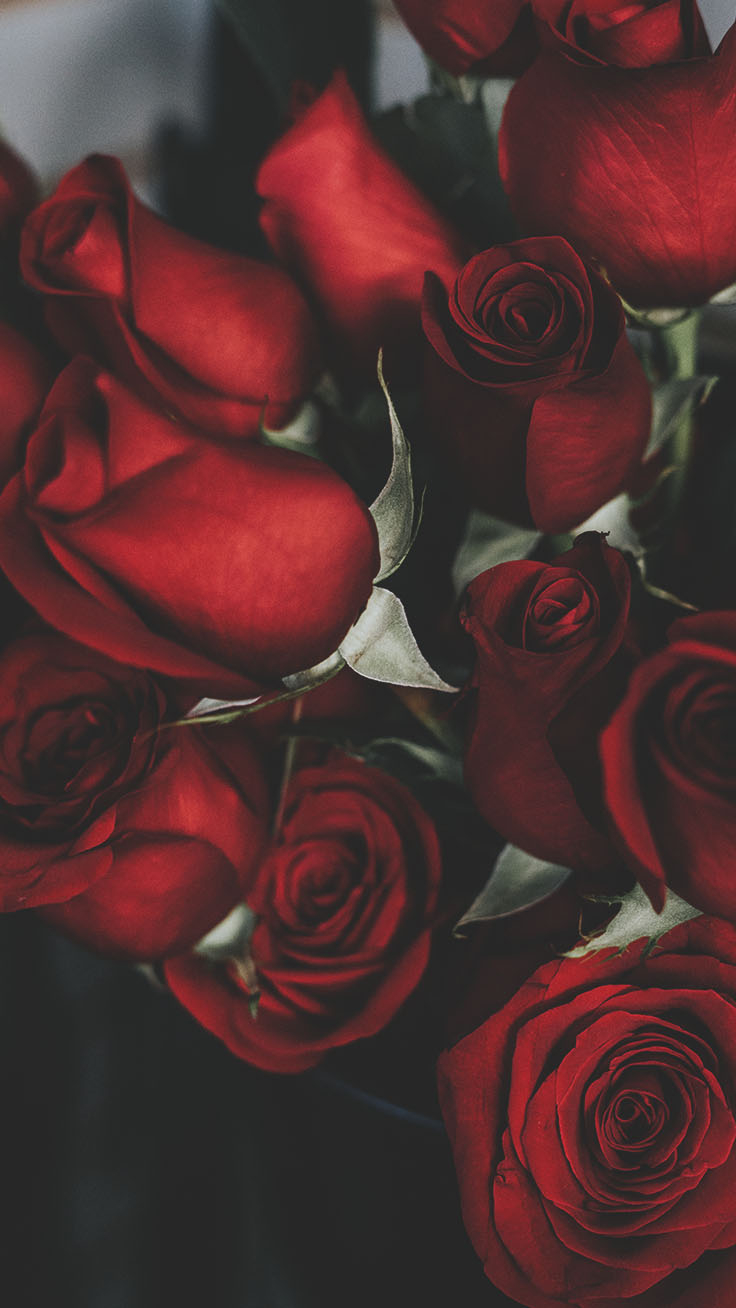 740x1310 Free download Floral Roses iPhone Wallpaper By Preppy Wallpaper Red Rose [] for your Desktop, Mobile & Tablet. Explore Red Rose iPhone Wallpaper. Red Rose iPhone Wallpaper, Red Rose, Phone