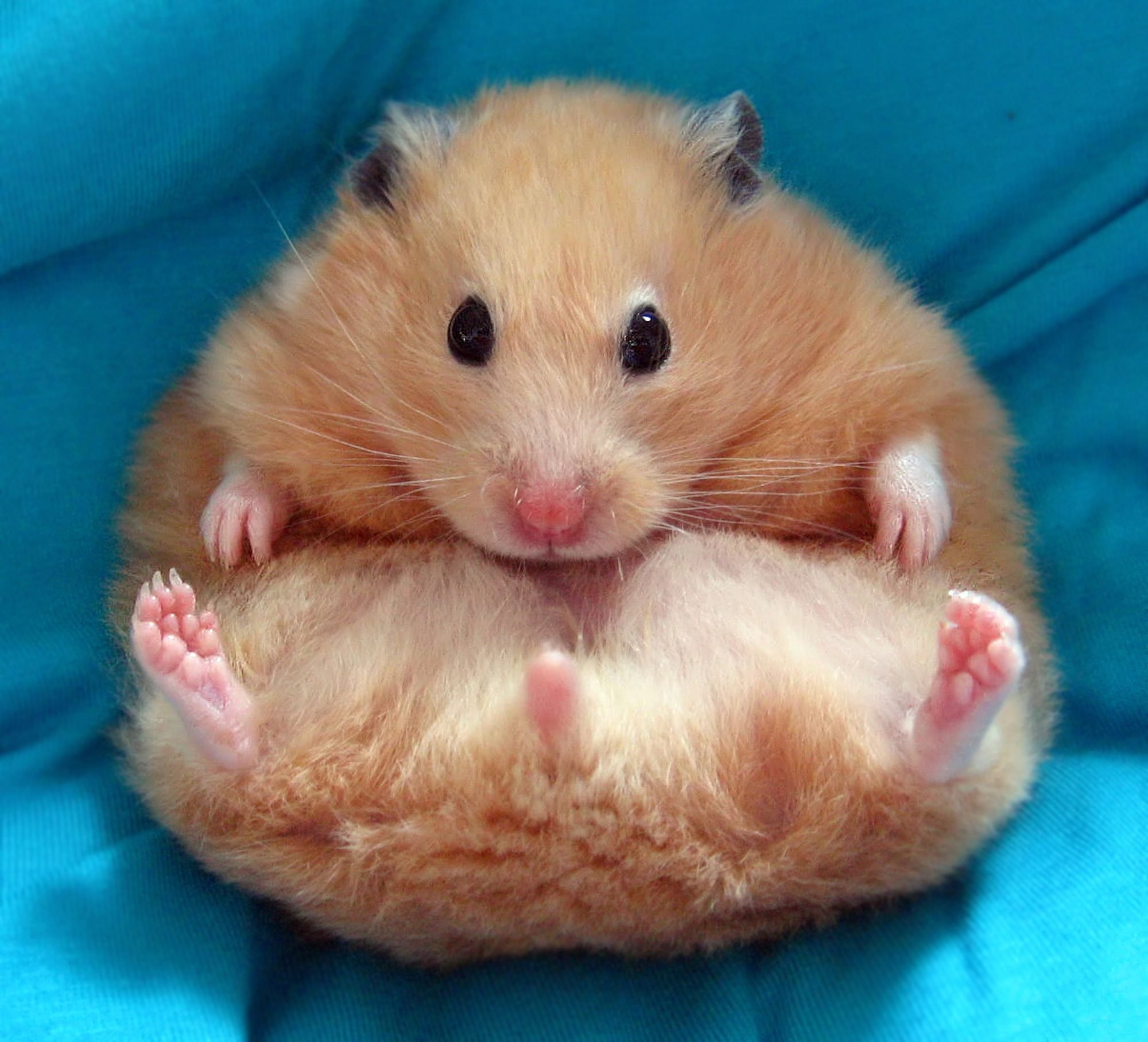 2000x1820 Cute Hamster Picture You Need to See. Funny Hamster Photo, Desktop