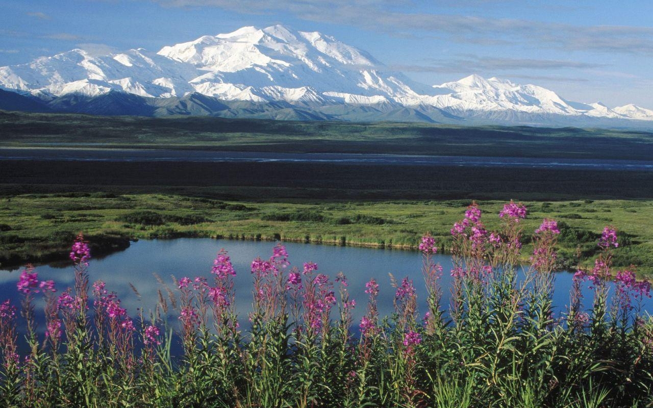 1280x800 alaska summer mountains and fireweed.. in Alaska, North, Desktop