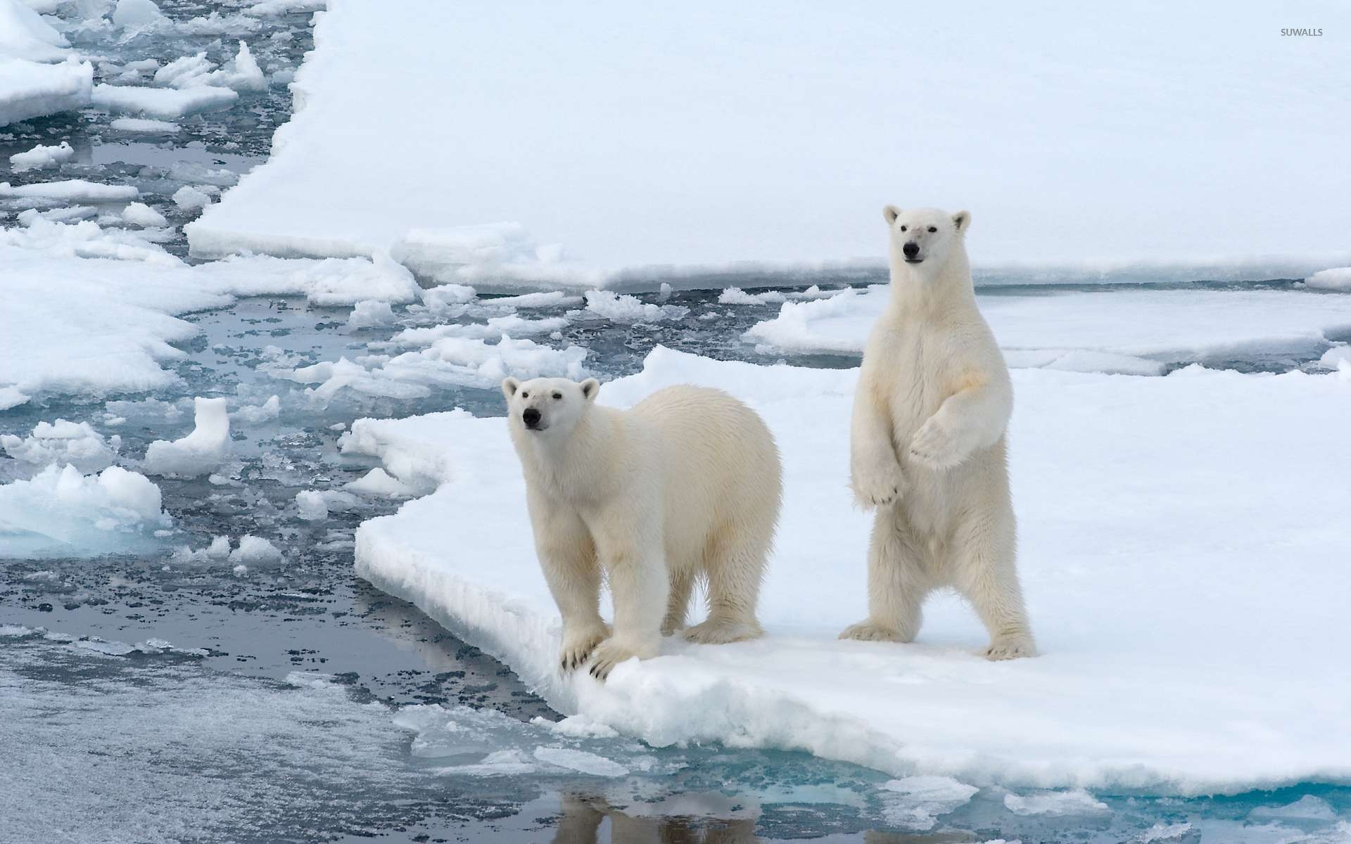 1920x1200 Cute Polar bears by the frozen water wallpaper wallpaper, Desktop