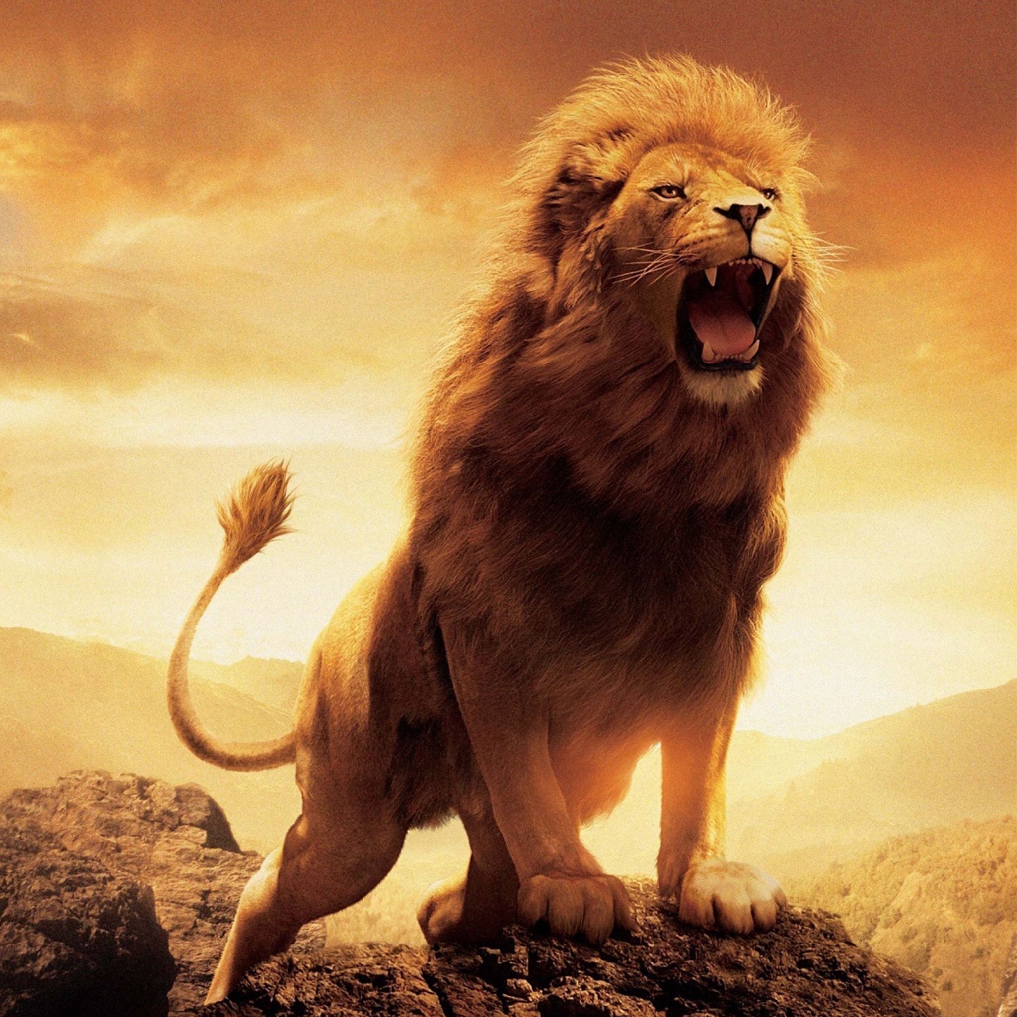 2050x2050 Roaring Lion Wallpaper, Phone