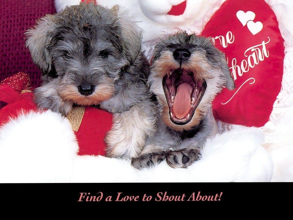 1030x770 Valentine Dog Wallpaper Free Valentine Dog, Desktop