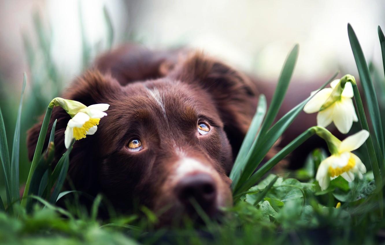 1340x850 Wallpaper flowers, dog, daffodils, Spring dreams image for desktop, section собаки, Desktop