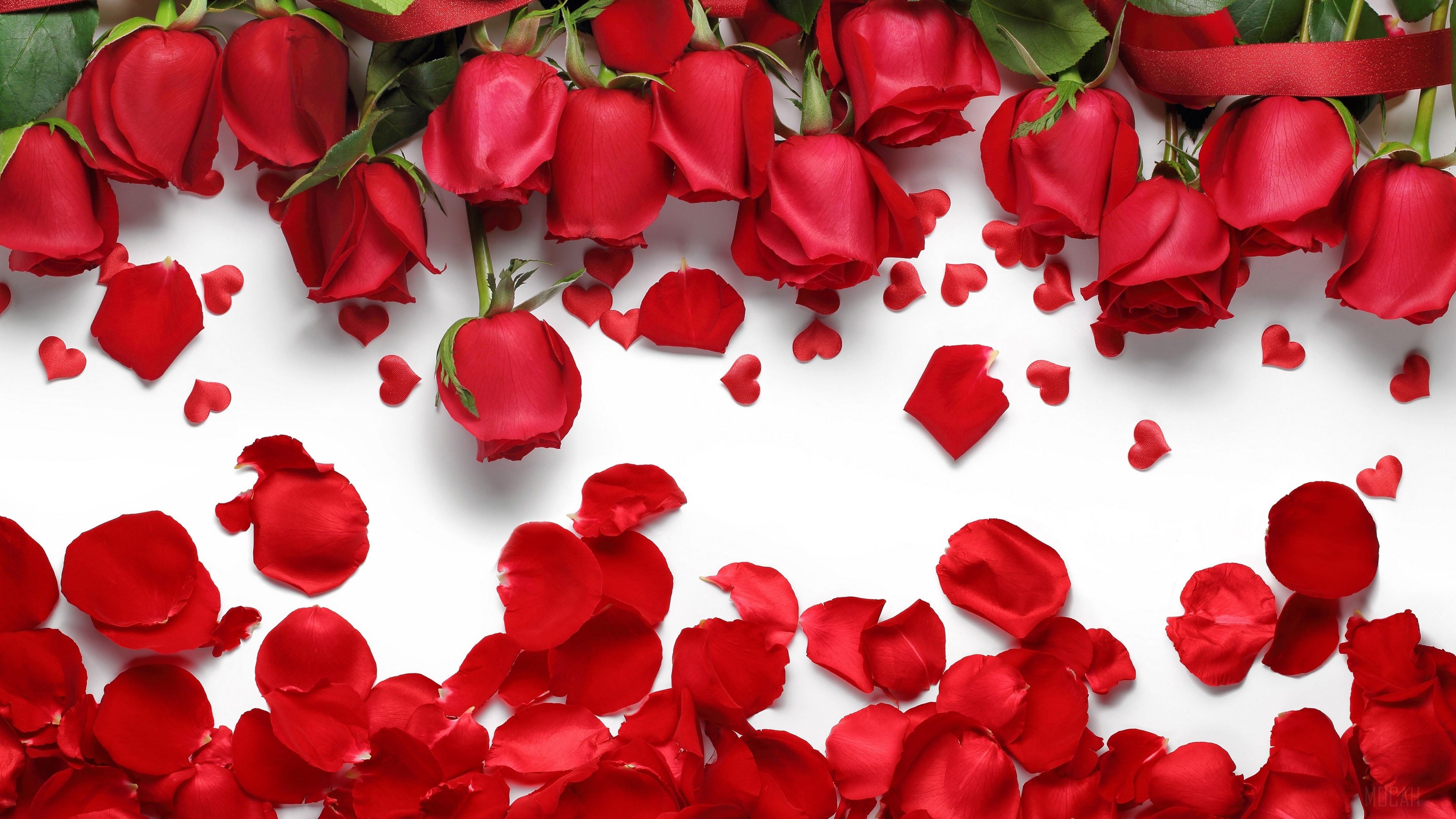 3840x2160 red rose HD wallpaper, Background, Desktop