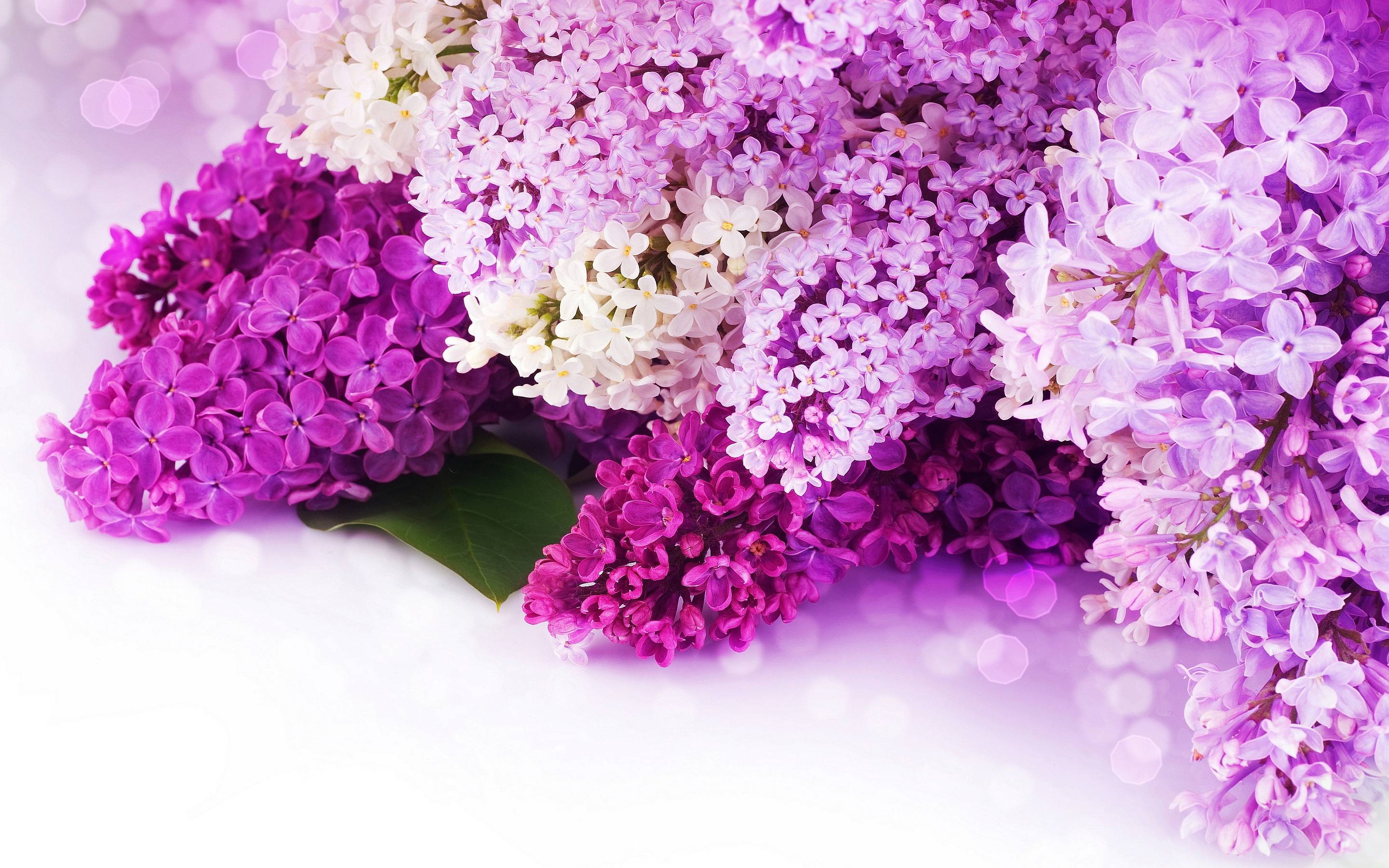 2880x1800 Wallpaper For > Purple Flowers Wallpaper, Desktop