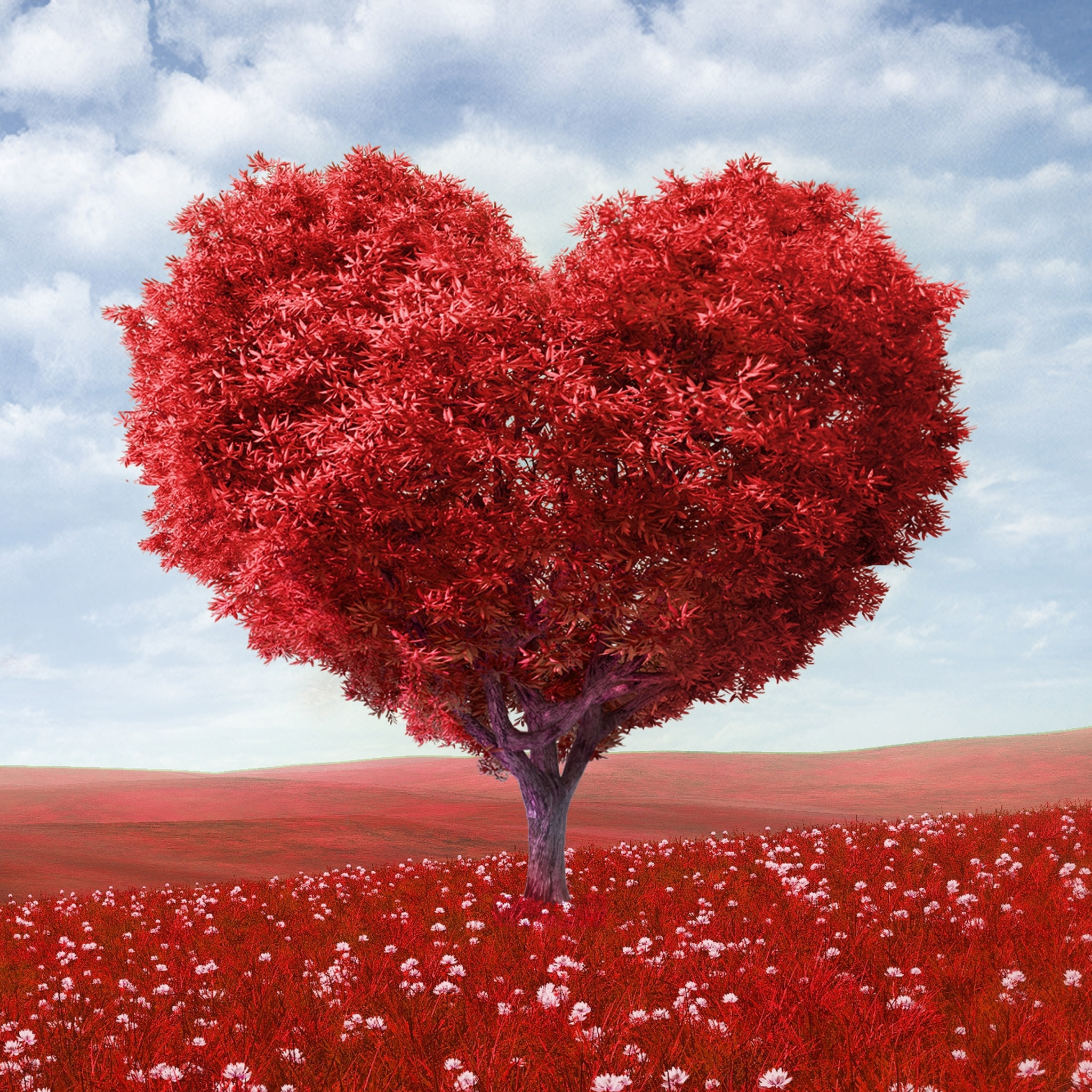 2050x2050 Valentines Day iPad Air Wallpaper Free Download, Phone