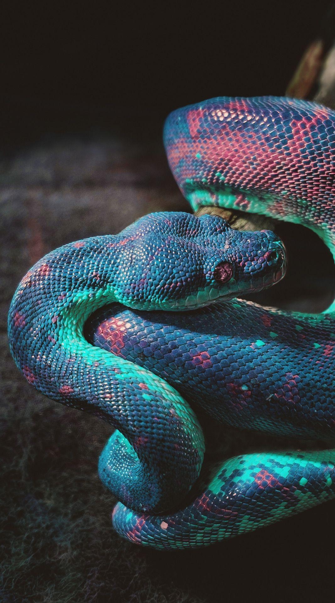 1070x1920 banshy: “Snake (Infrared Edit) by.com, Phone