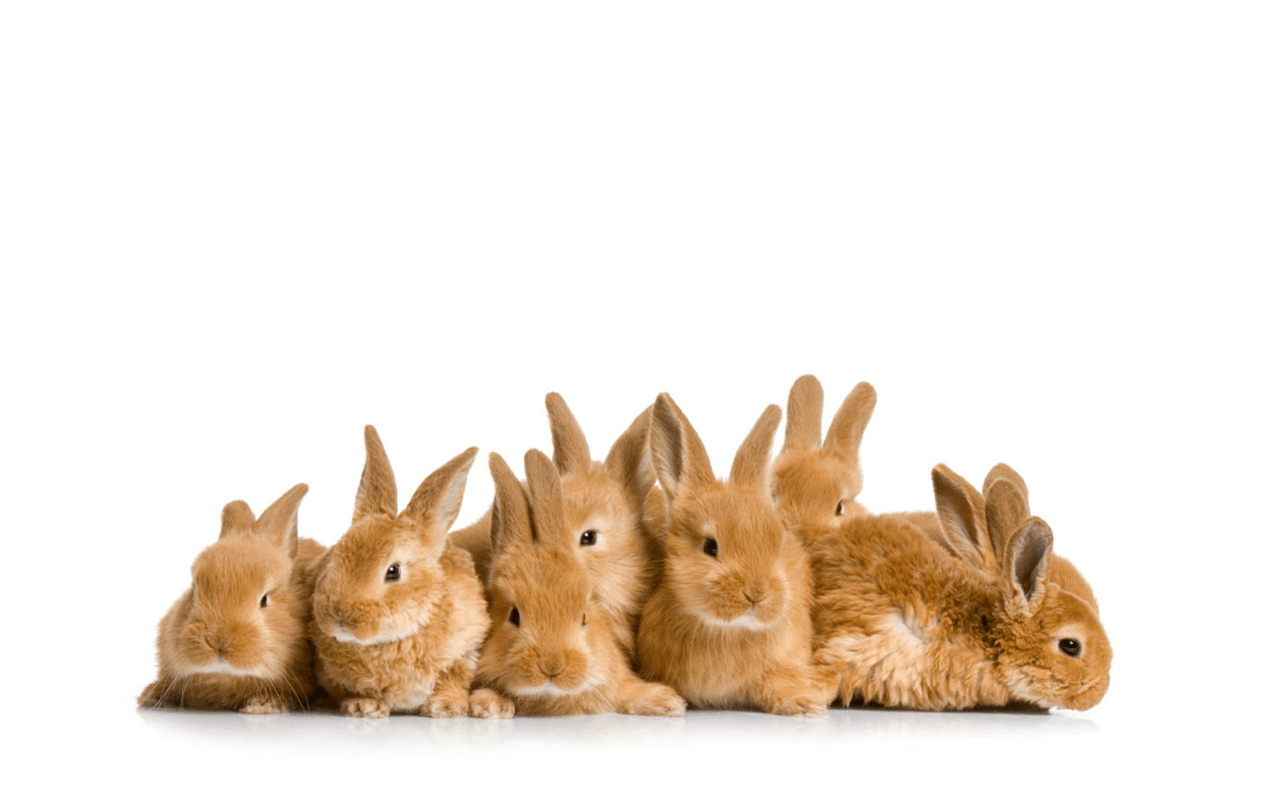 1280x800 Cute Bunny Wallpaper, Desktop