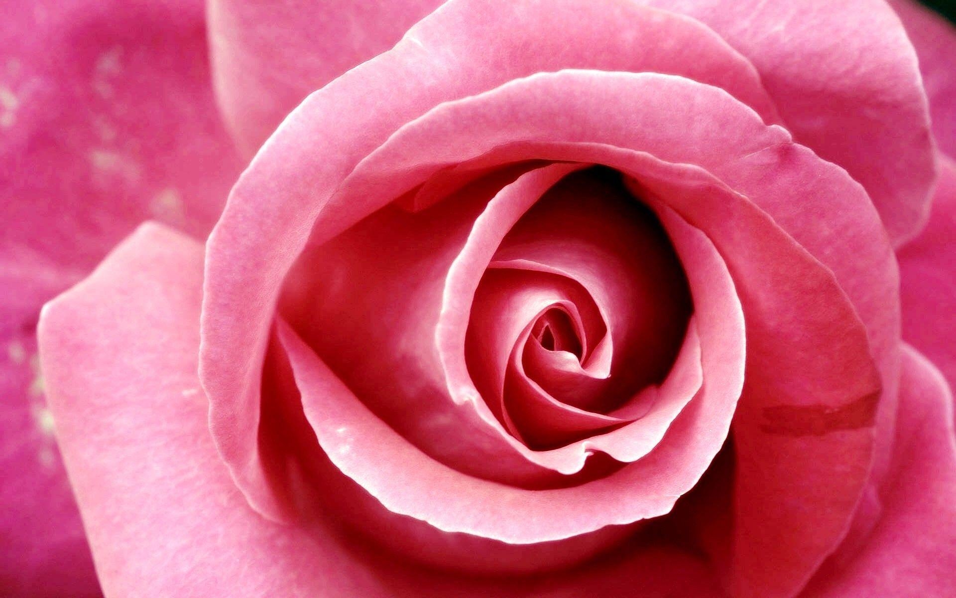 1920x1200 Beautiful pink roses picture Wallpaper Designs, Desktop