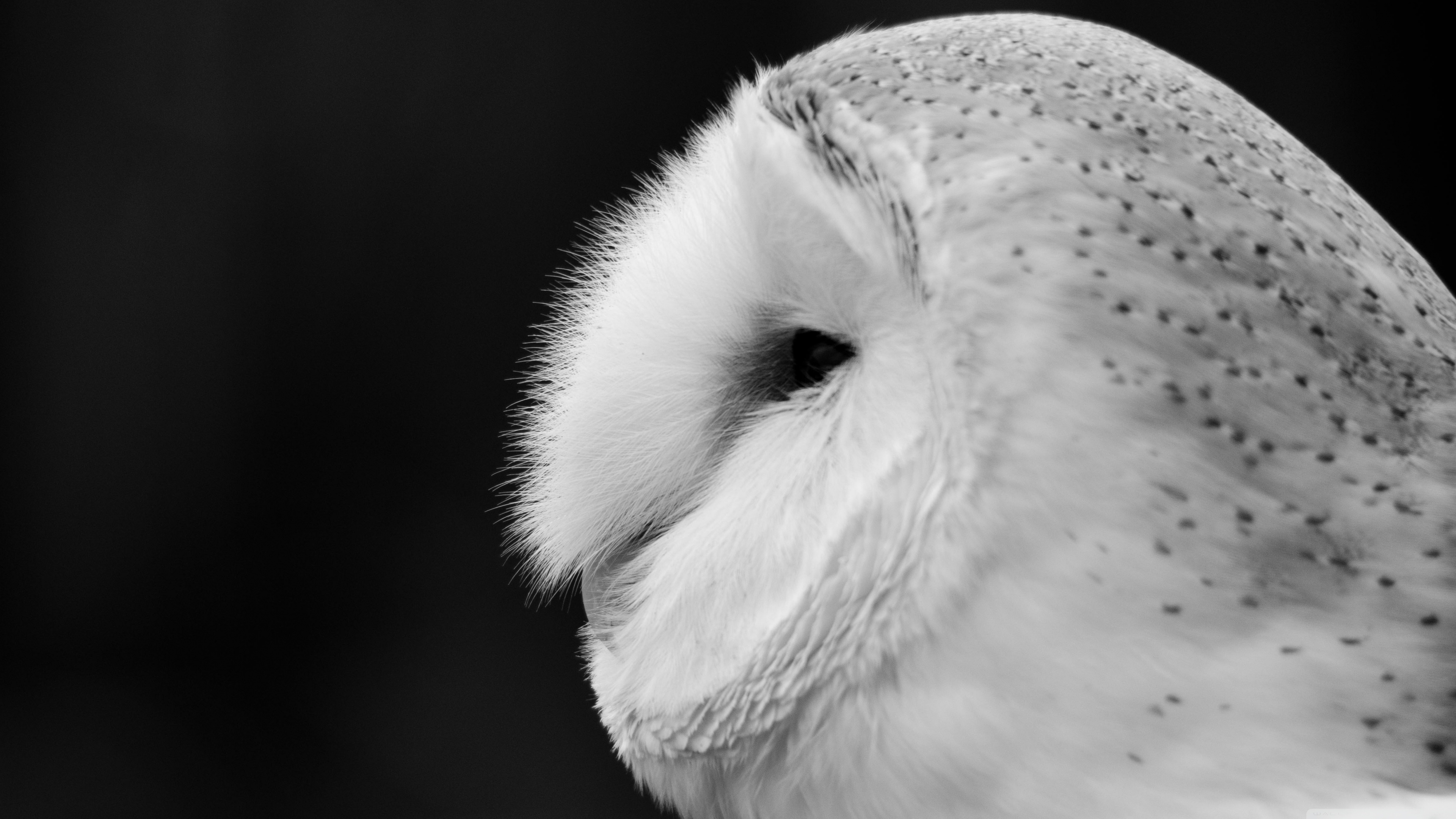 3840x2160 White Owl Wallpaper, Desktop