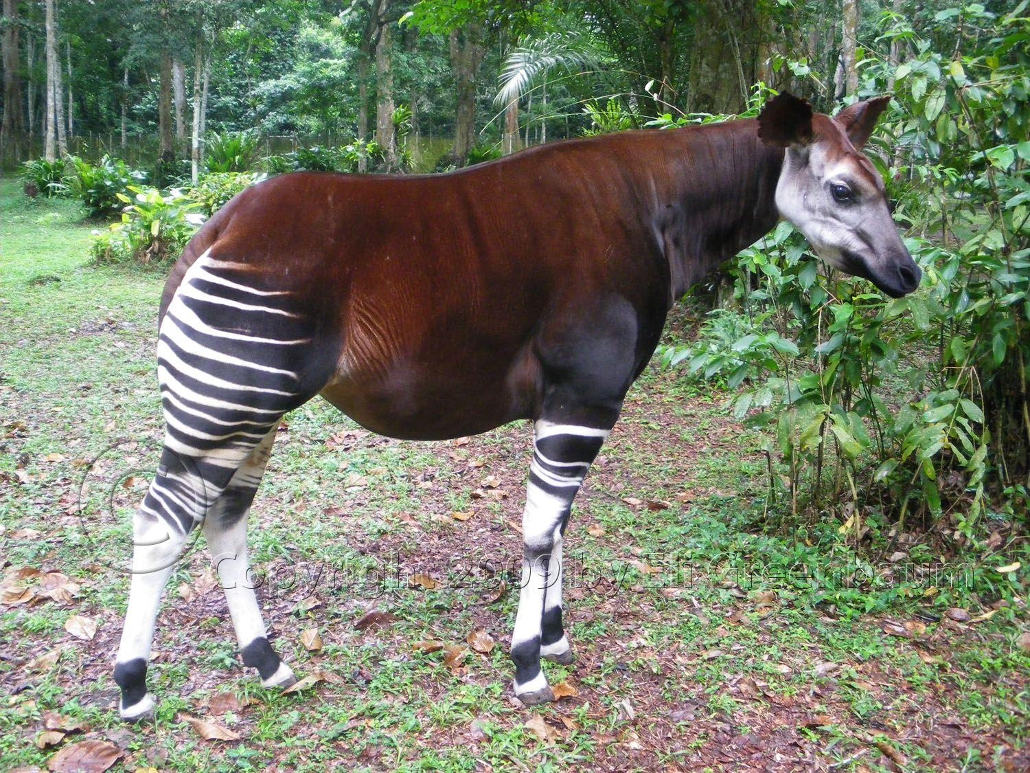 1500x1130 Okapi Wallpaper. Animals Wallpaper Gallery, Desktop