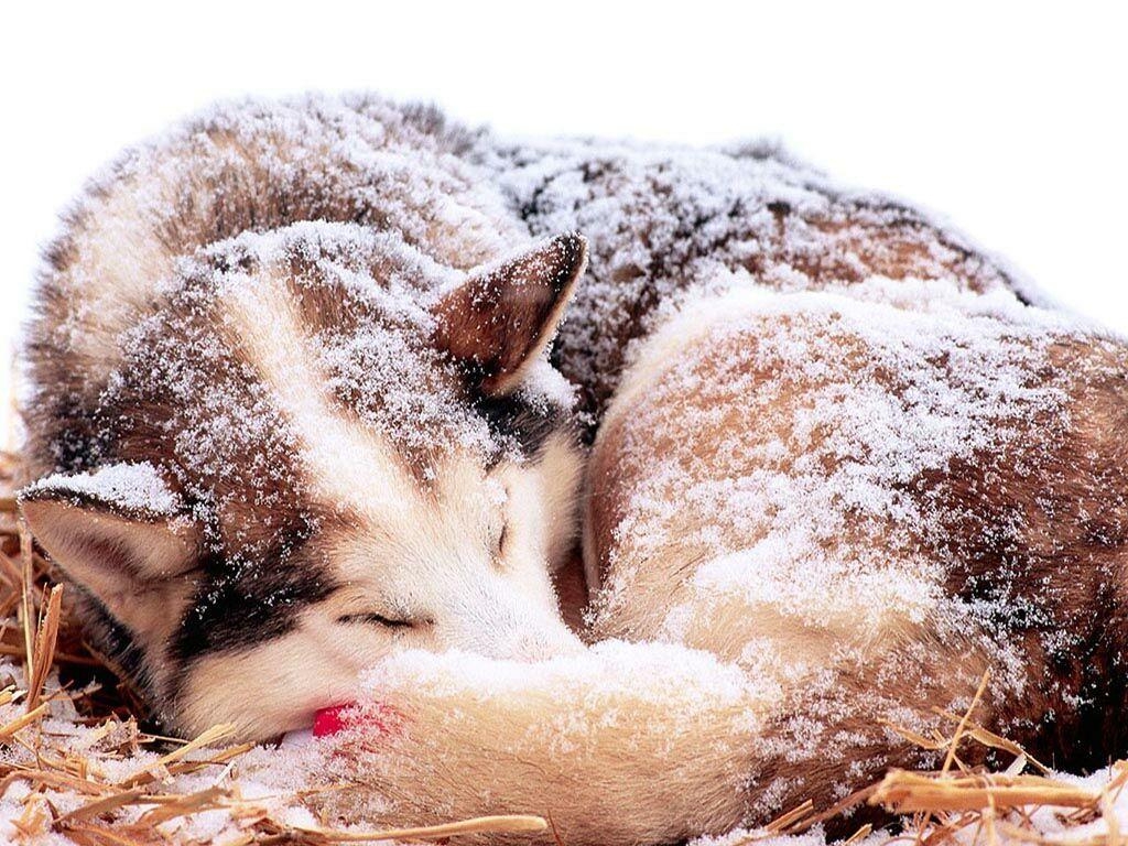 1030x770 Desktop Wallpaper · Gallery · Animals · Timber Wolf. Free, Desktop