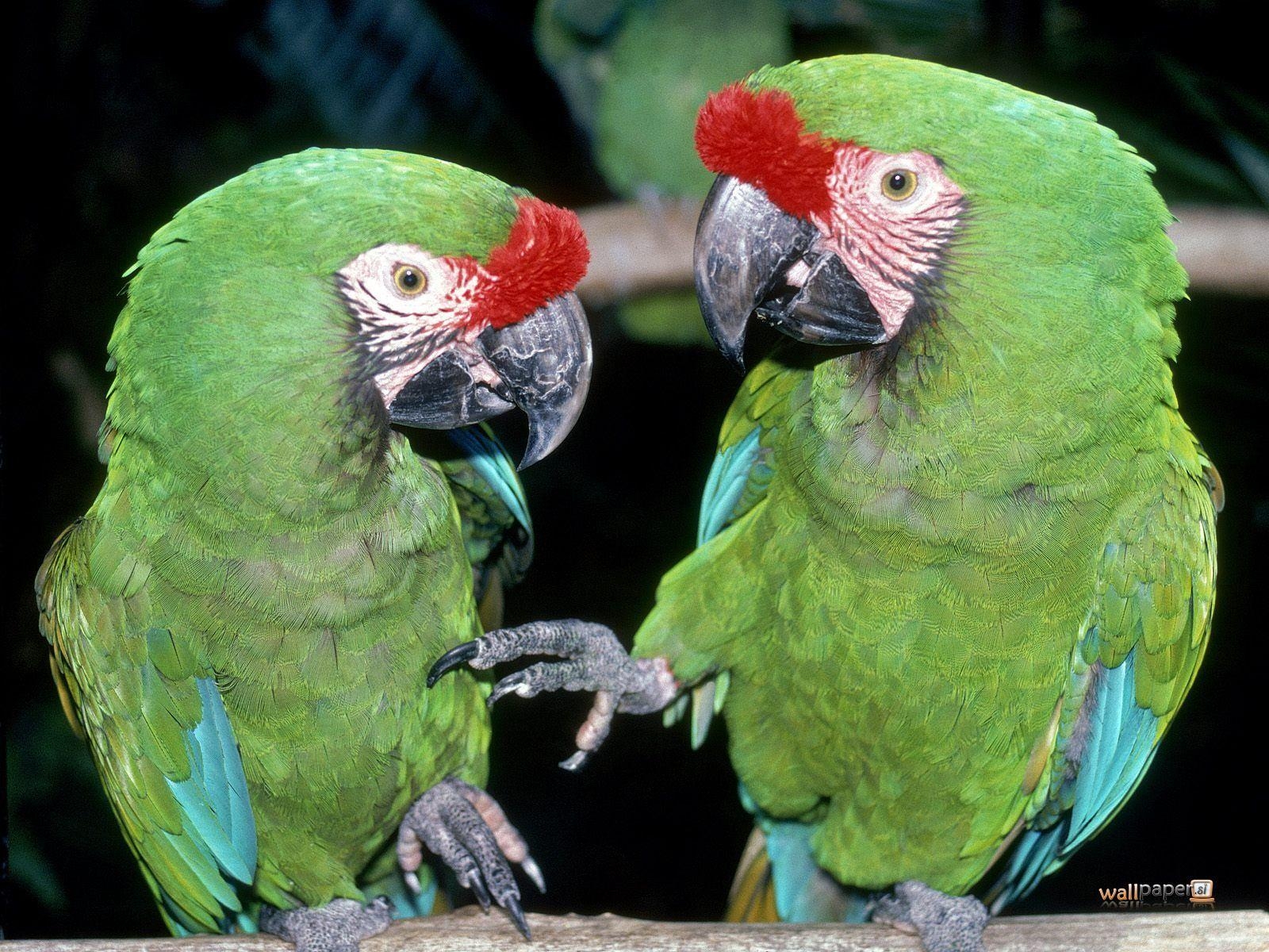 1600x1200 SP734: Green Parrots Wallpaper, Green Parrots Background in Best, Desktop