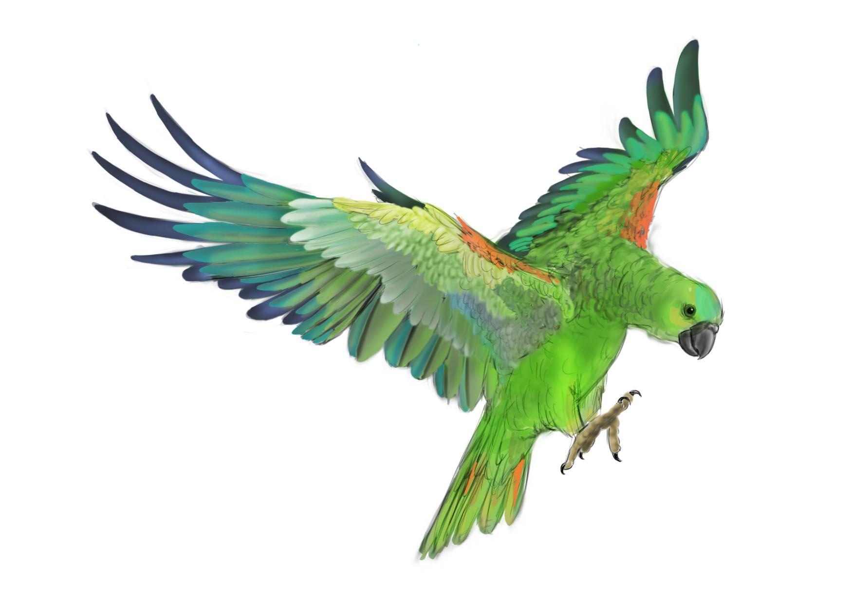 1750x1240 Download wallpaper: clipart, green parrot, download photo, Desktop