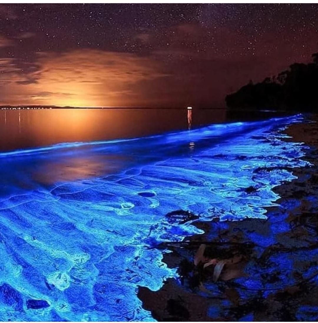 1080x1100 glow in the dark beach caused by bioluminescent planned and other bioluminescent sea creatures. Scenery, Beautiful nature, Beautiful landscapes, Phone