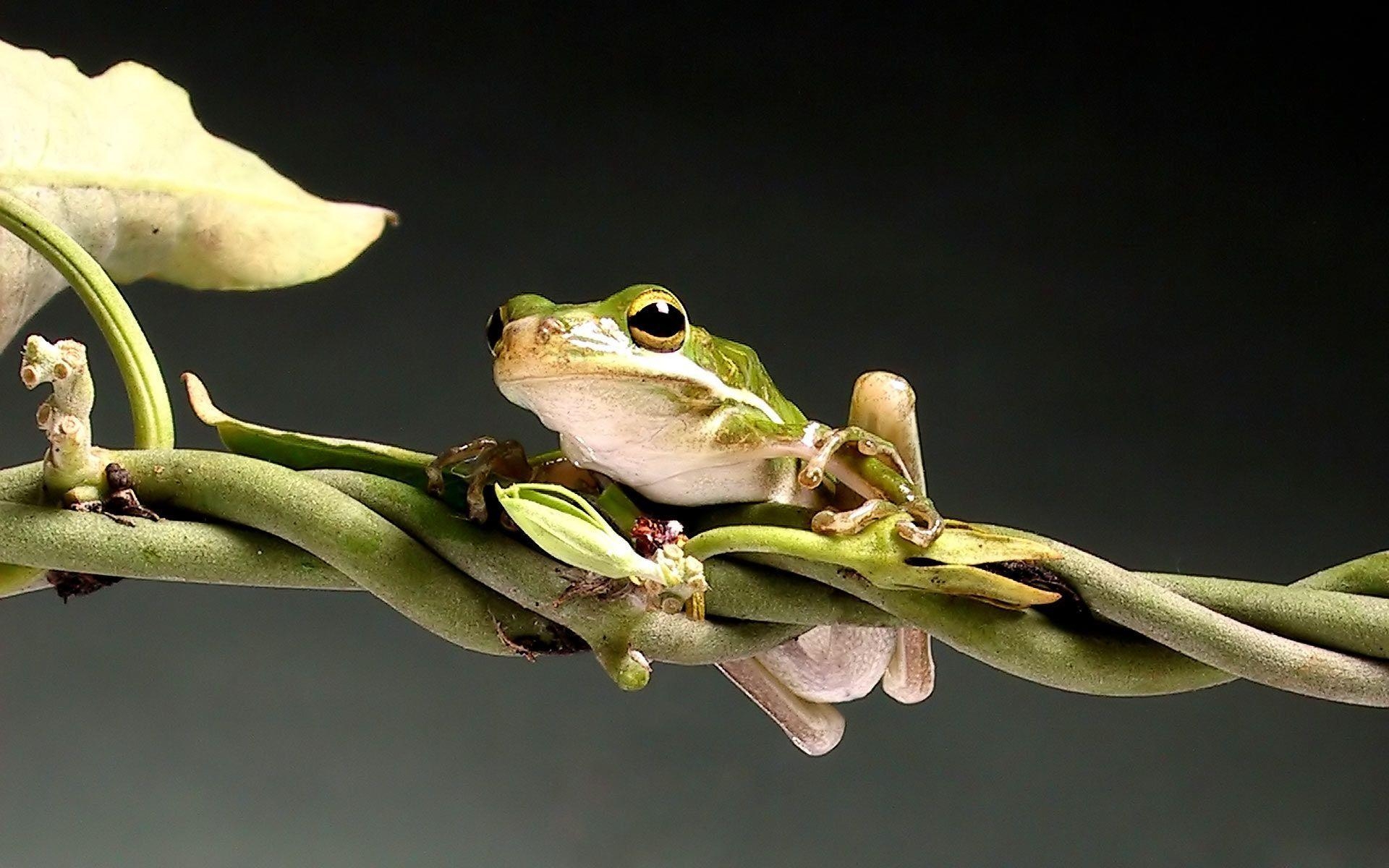 1920x1200 Desktop Wallpaper · Gallery · Animals · Agalychnis callidryas Red, Desktop