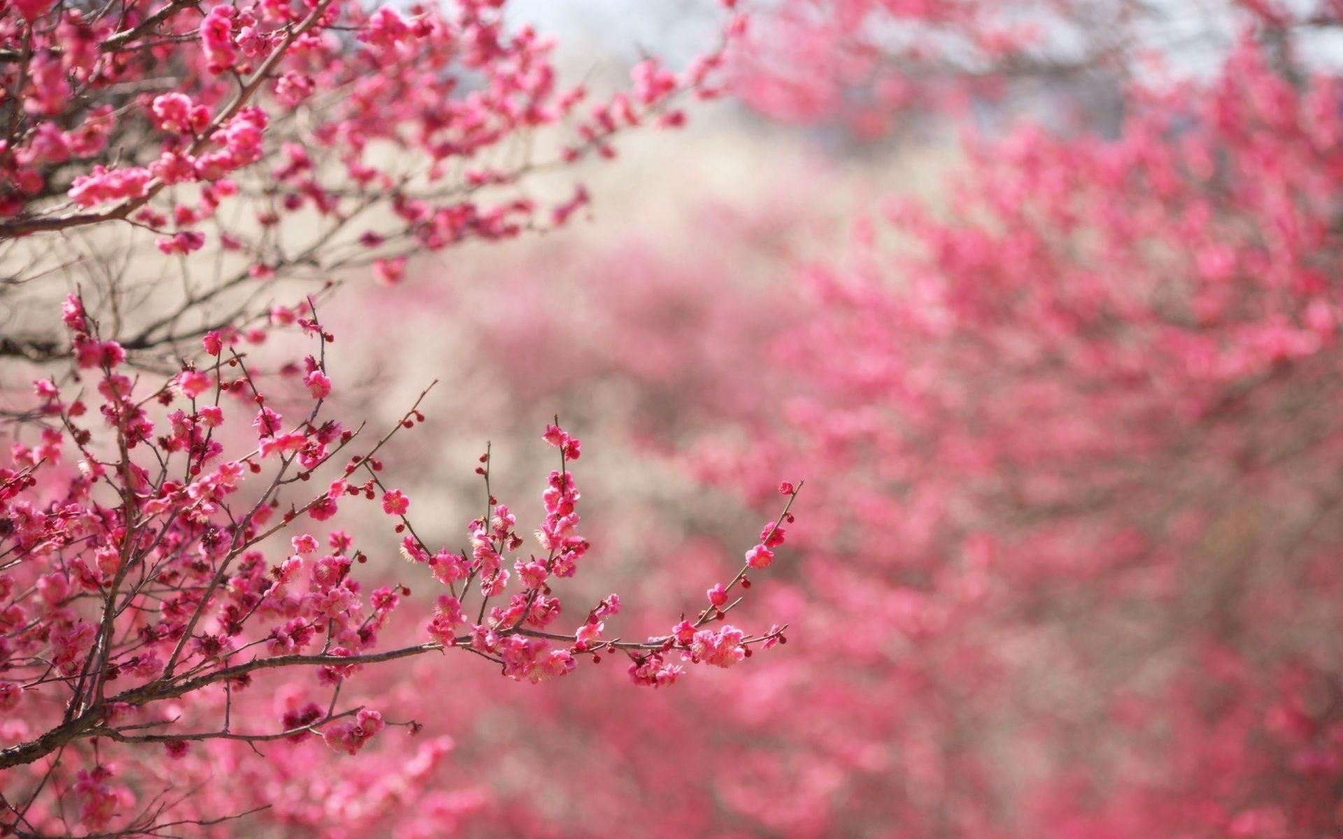 1920x1200 Pink Flowers Close Up 5599 HD Desktop Wallpaper, Desktop