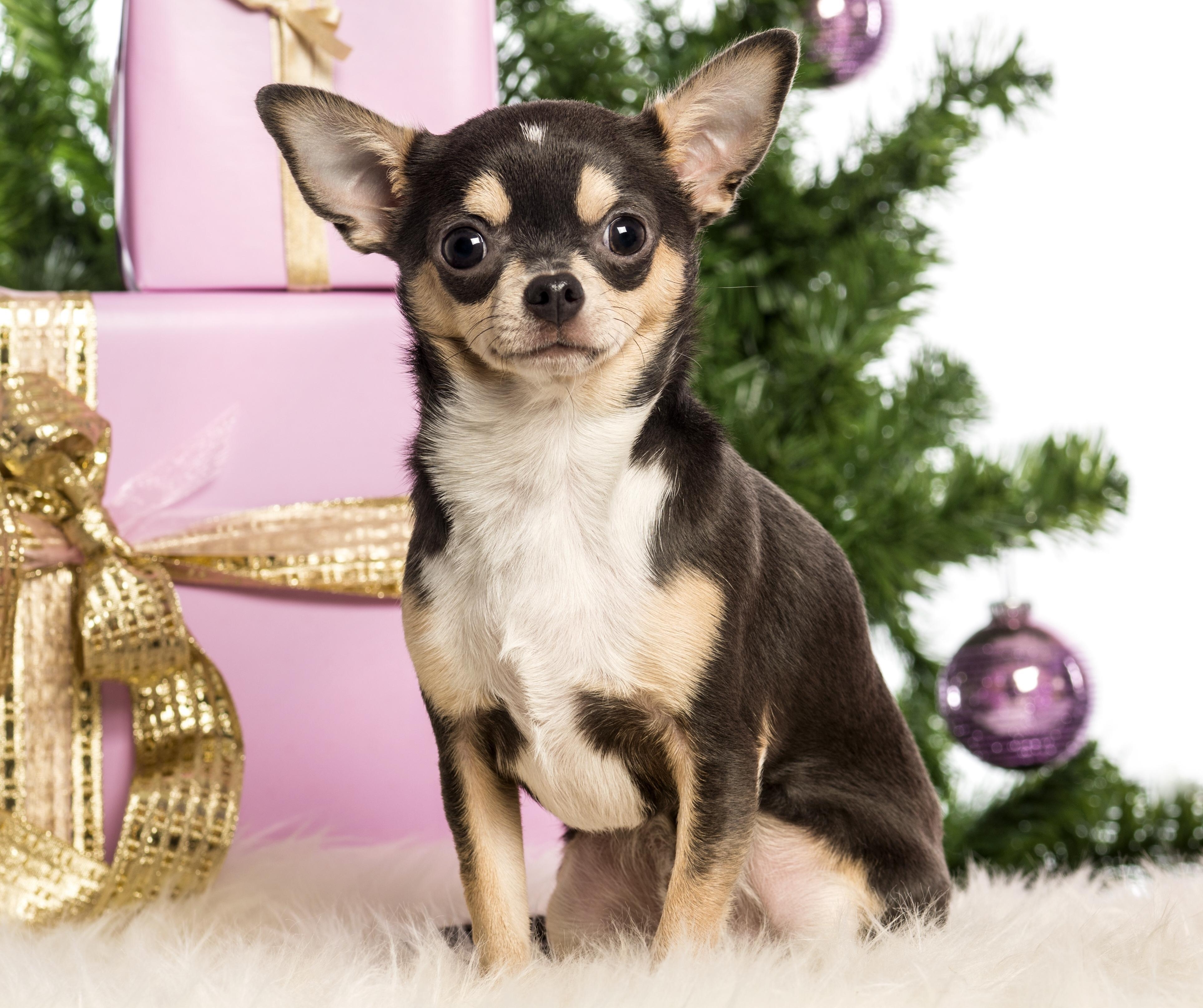 3860x3240 Christmas chihuahua wallpaper and image, picture, photo, Desktop