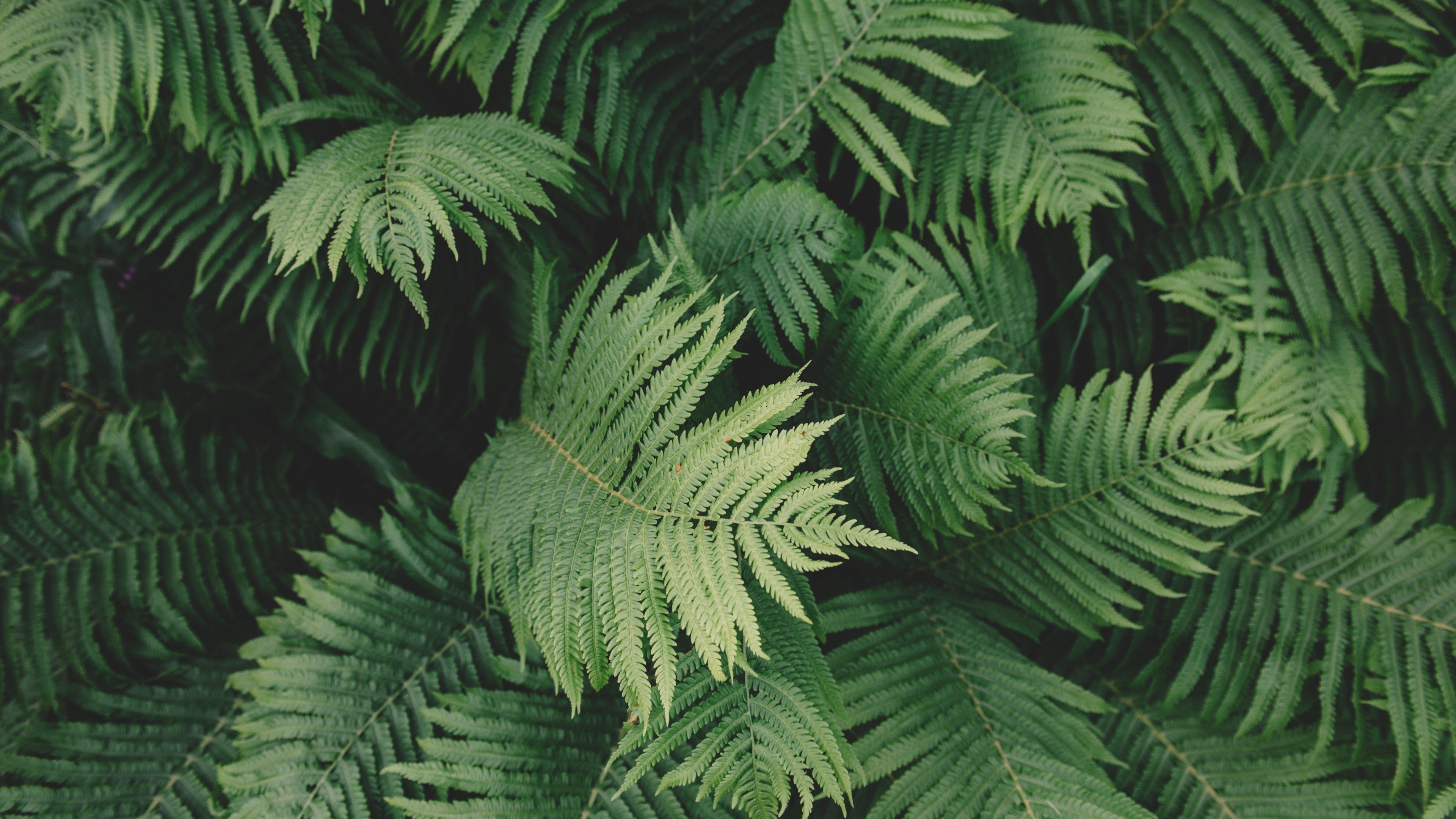 3840x2160 Plant Aesthetic Desktop Wallpaper Plant, Desktop