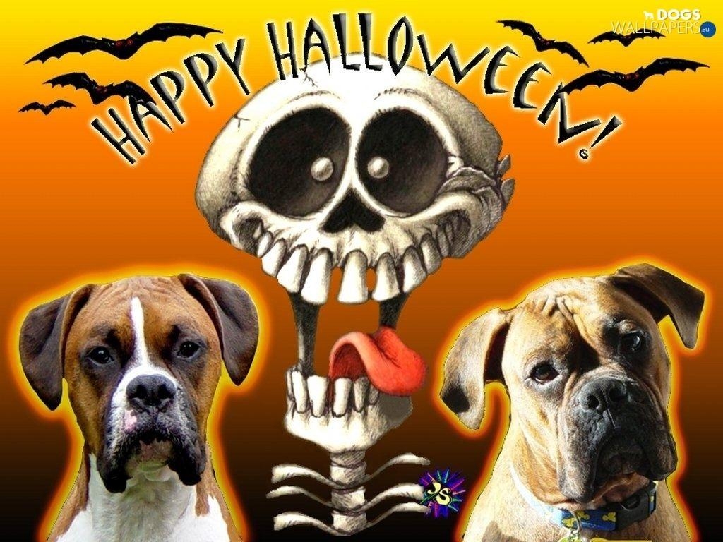 1030x770 Dogs #wallpaper #full #hd #dog #boxer #halloween #background, Desktop