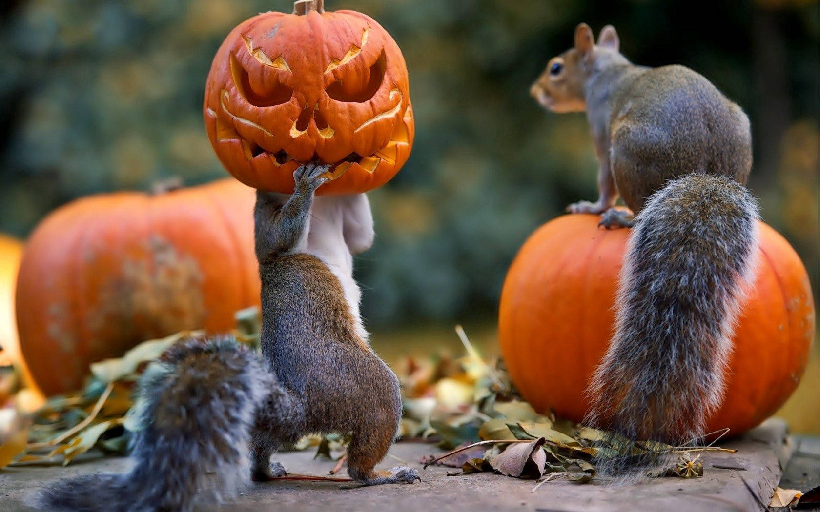 1680x1050 Download Squirrels Holding A Pumpkin On Halloween Wallpaper, Desktop