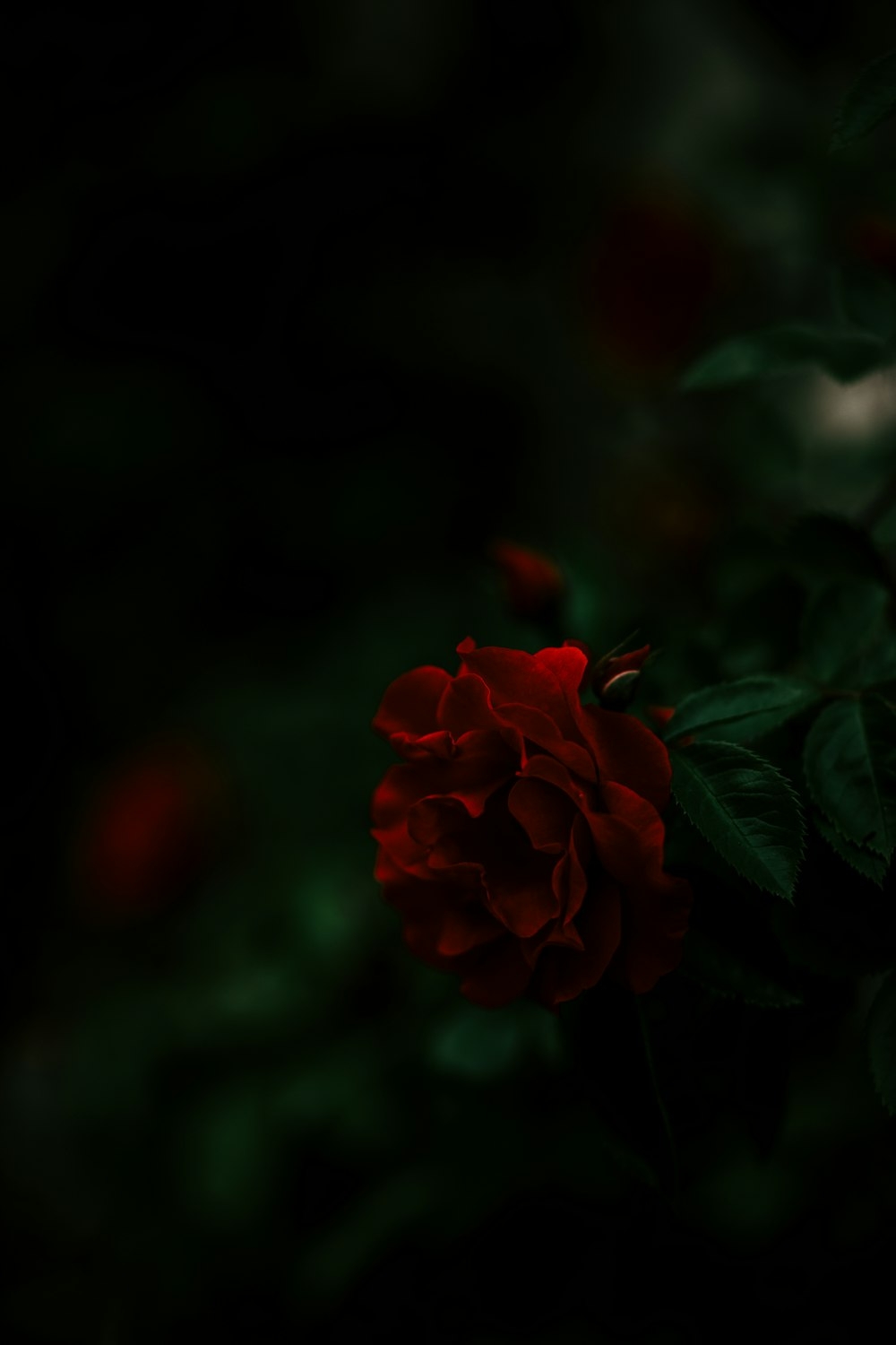 1000x1500 Dark Rose Picture. Download Free, Phone