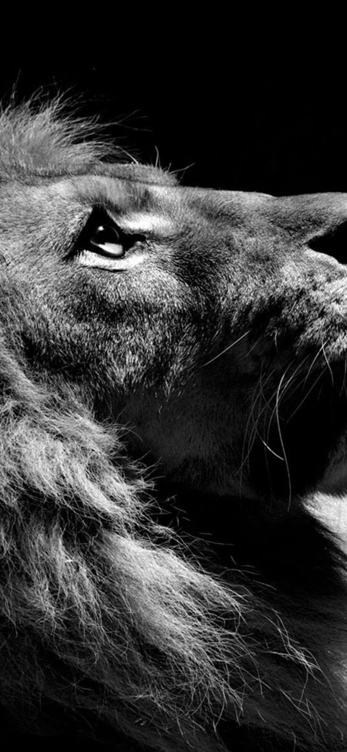 1130x2440 Lion Black And White iPhone XS, iPhone iPhone X HD 4k Wallpaper, Image, Background, Photo and Picture, Phone