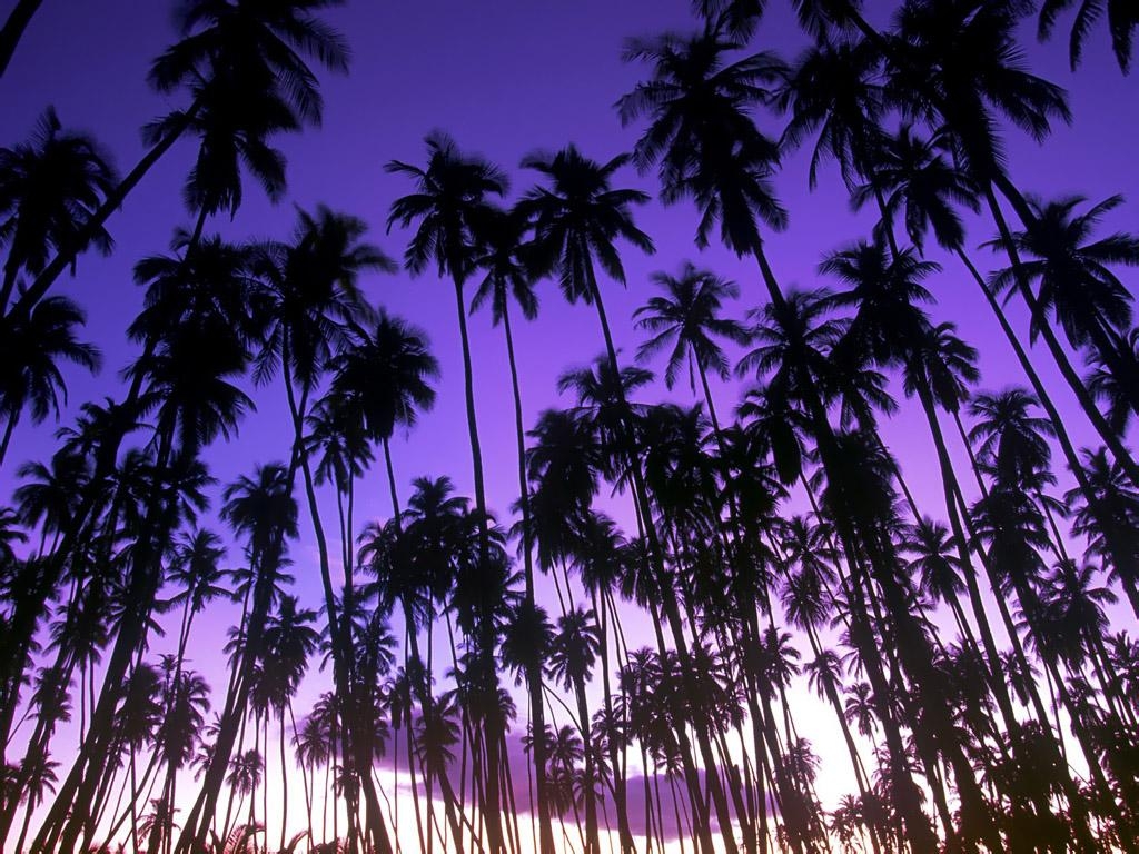 1030x770 Coconuts On Palm Tree Wallpaper 6 X 768, Desktop