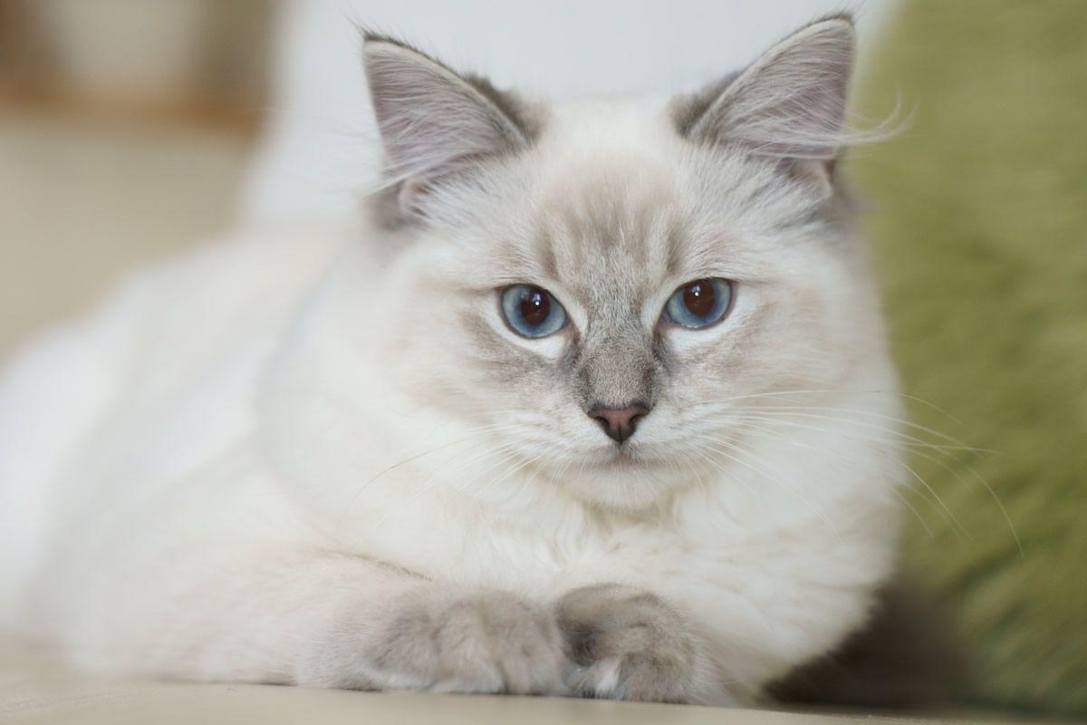 1200x800 Siamese Ragdoll Mix Kittens Wallpaper HD, Desktop