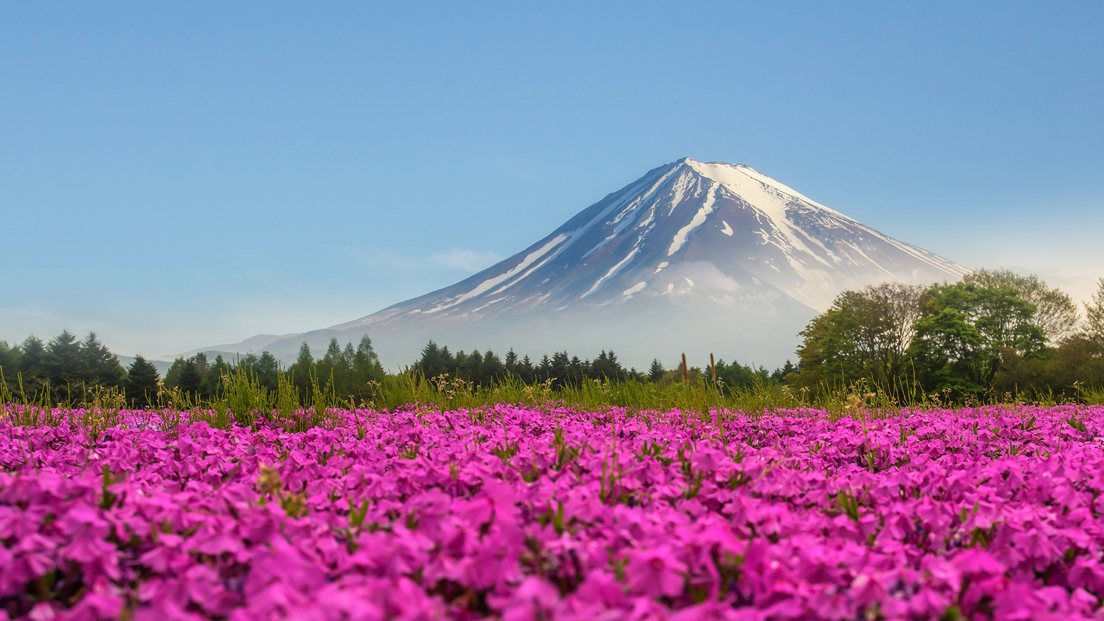 3840x2160 Mountain Fuji Japan Shibasakura Pink Color Flower 4k Ultra HD Desktop Wallpaper For Computers Laptop Tablet And Mobile Phones, Wallpaper13.com, Desktop