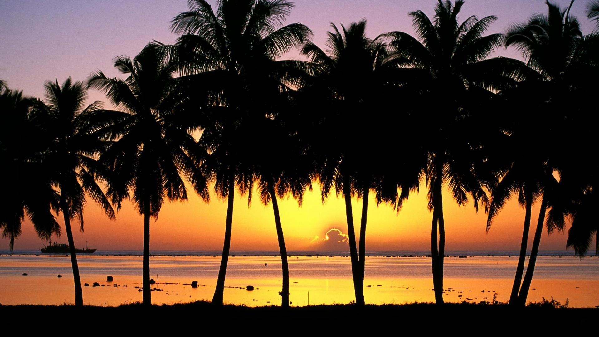 1920x1080 Palm Tree Computer Wallpaper, Desktop