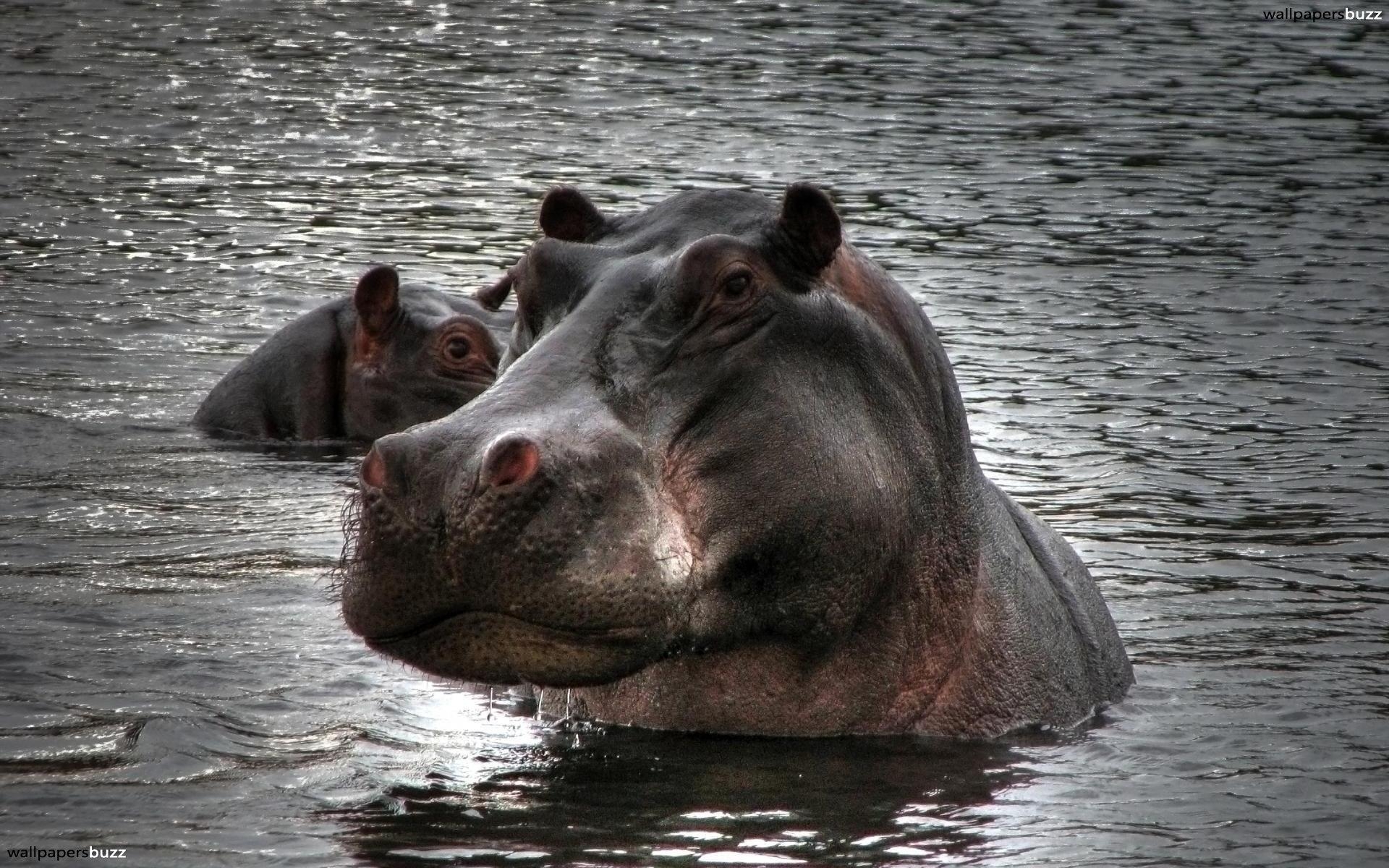 1920x1200 Stroppy hippo HD Wallpaper, Desktop