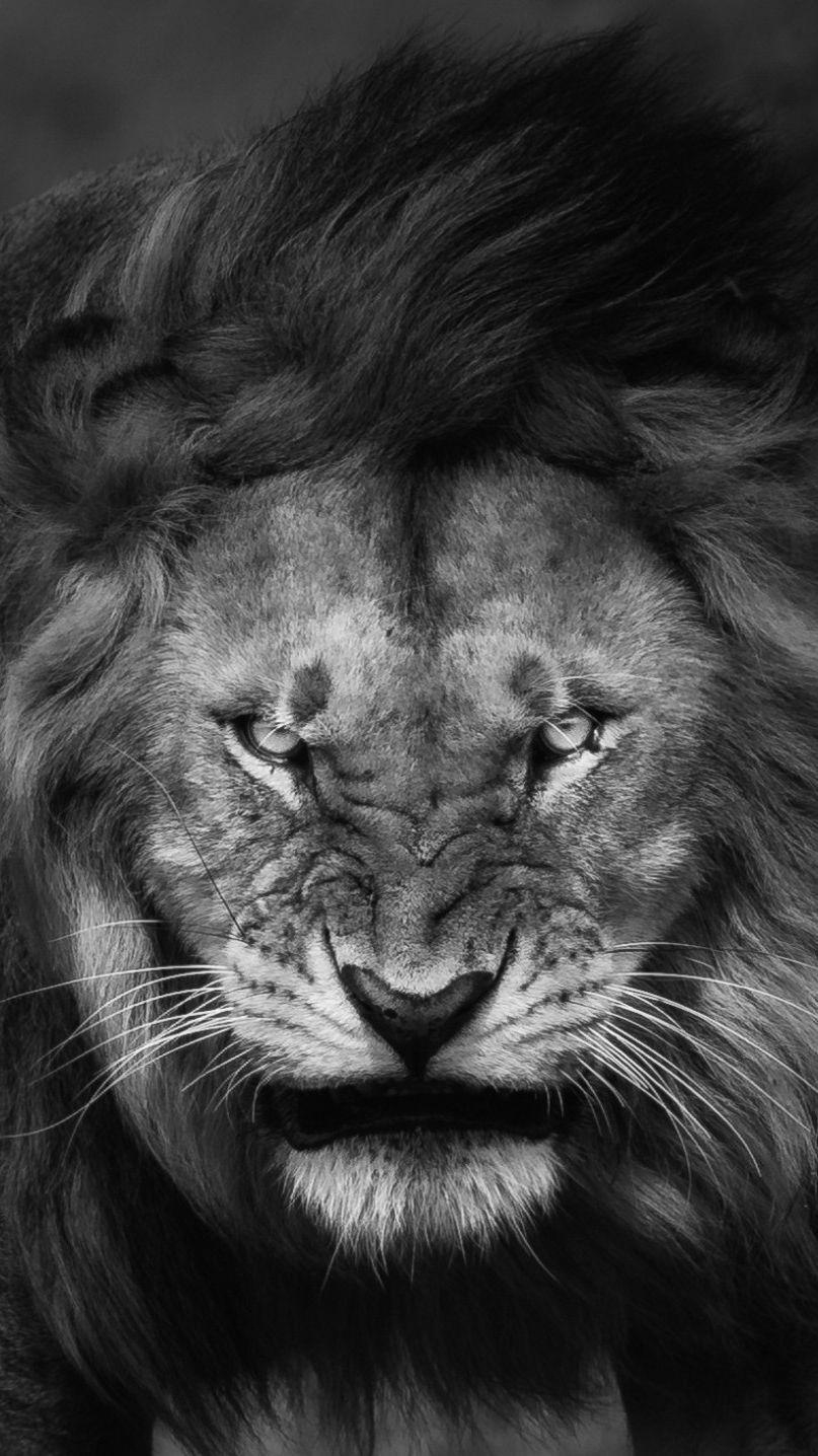 810x1440 Lion iPhone Wallpaper Free Lion iPhone Background, Phone