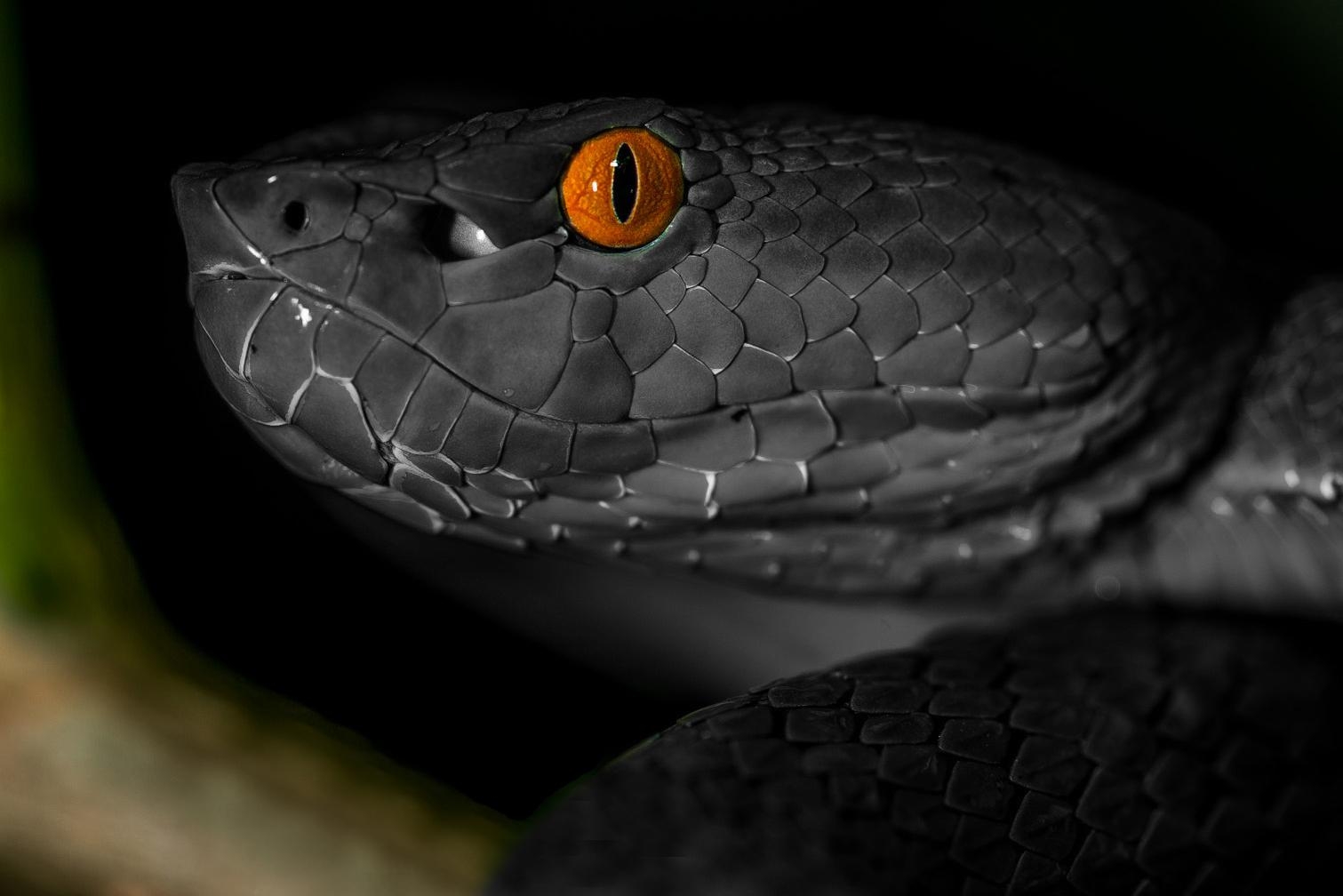 1520x1010 Trimeresurus Collis, Desktop