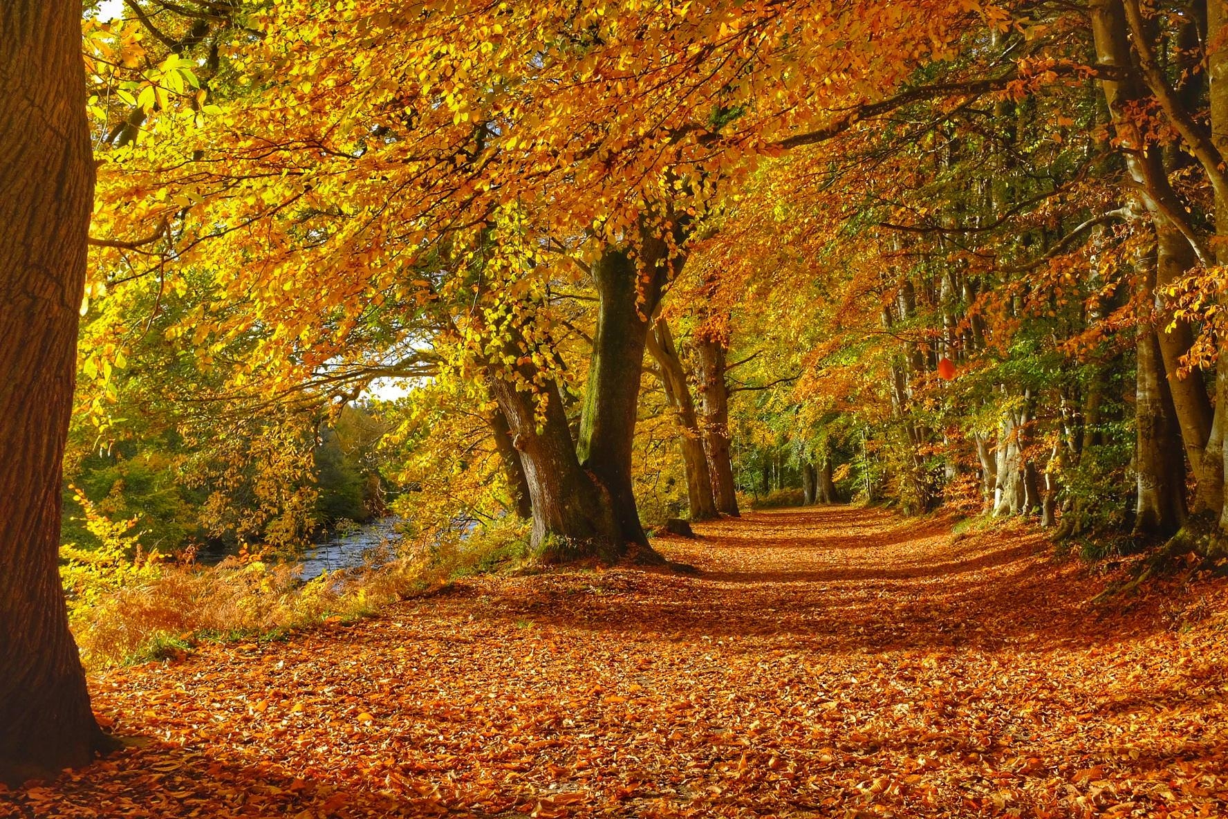 1780x1190 Autumn beside the River Earn, Scotland [OC] (): wallpaper, Desktop