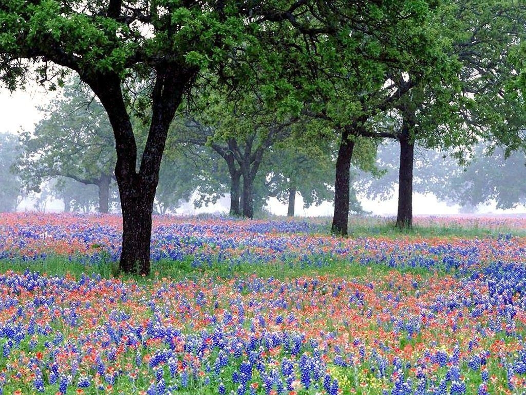 1030x770 Bluebonnet Picture Free. TEXAS BLUEBONNETS Wallpaper, Desktop