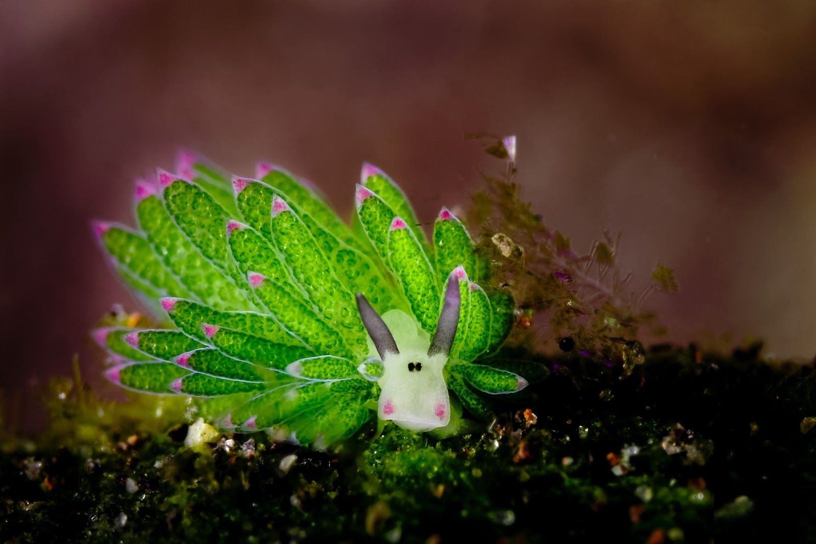 1600x1070 Sea Slug HD Wallpaper and Background, Desktop