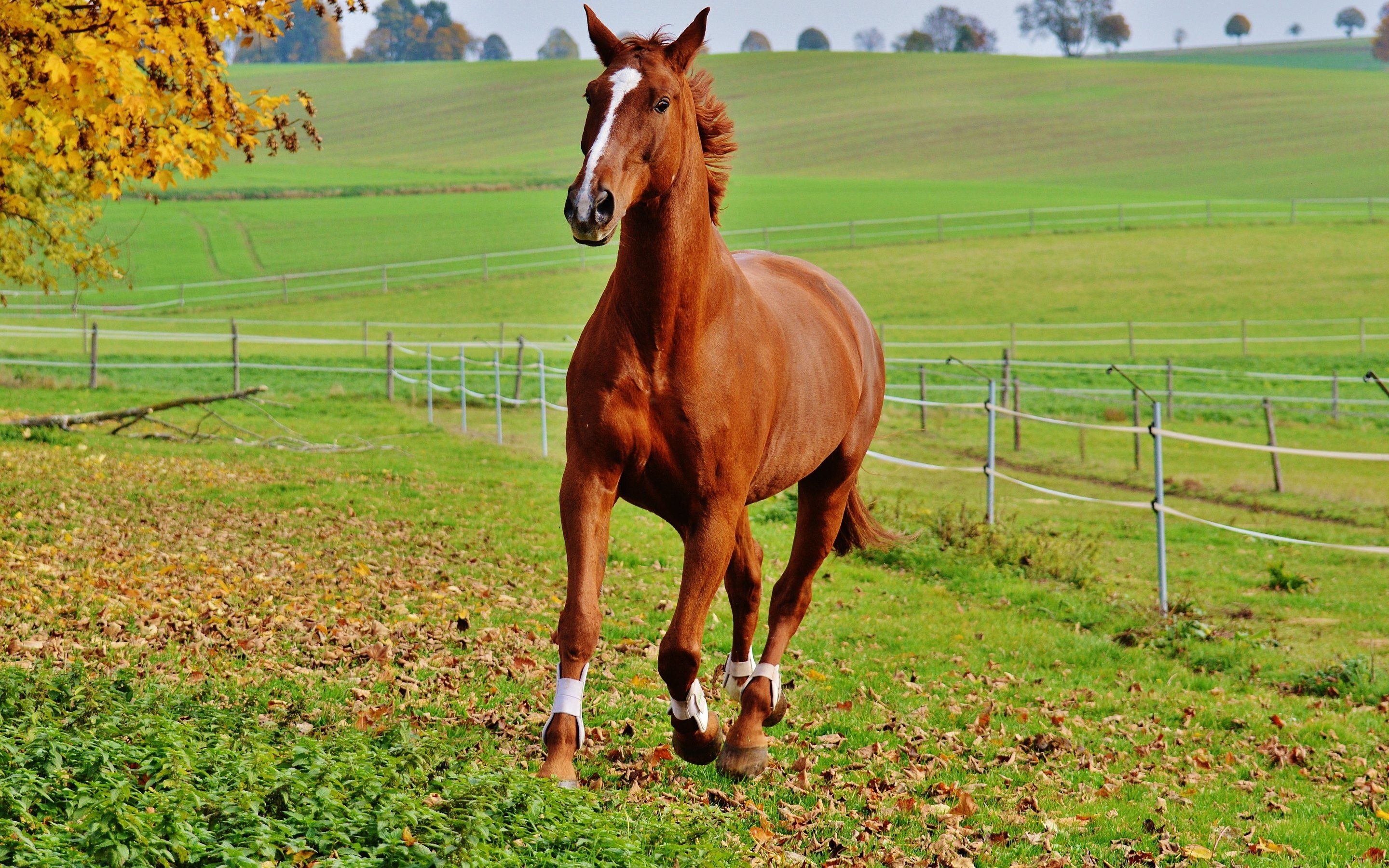 2880x1800 Red Horse Wallpaper. Red Christmas Wallpaper, Red Victorian Wallpaper and Red Wallpaper, Desktop