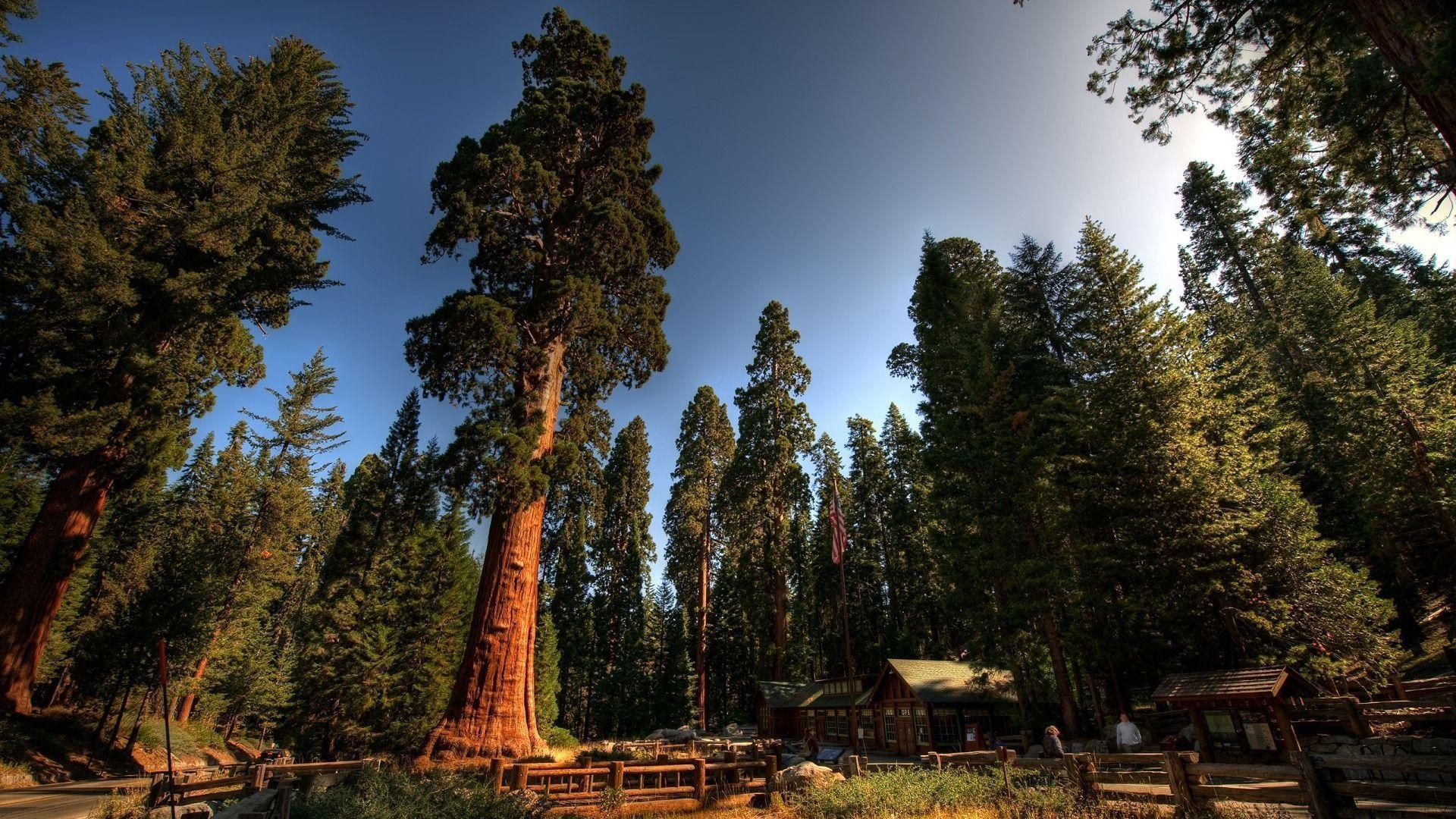 1920x1080 Wallpaper For > Desktop Background Redwood Forest, Desktop