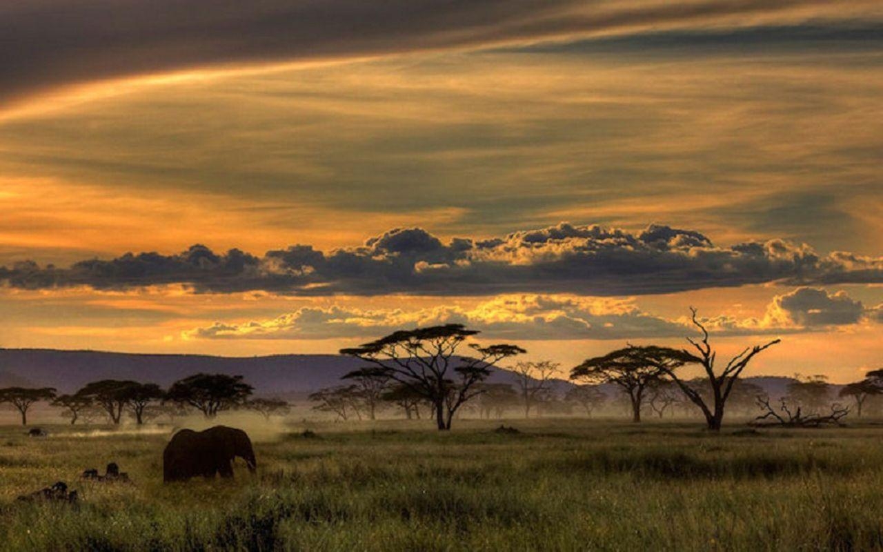 1280x800 Safari HD Wallpaper, Desktop