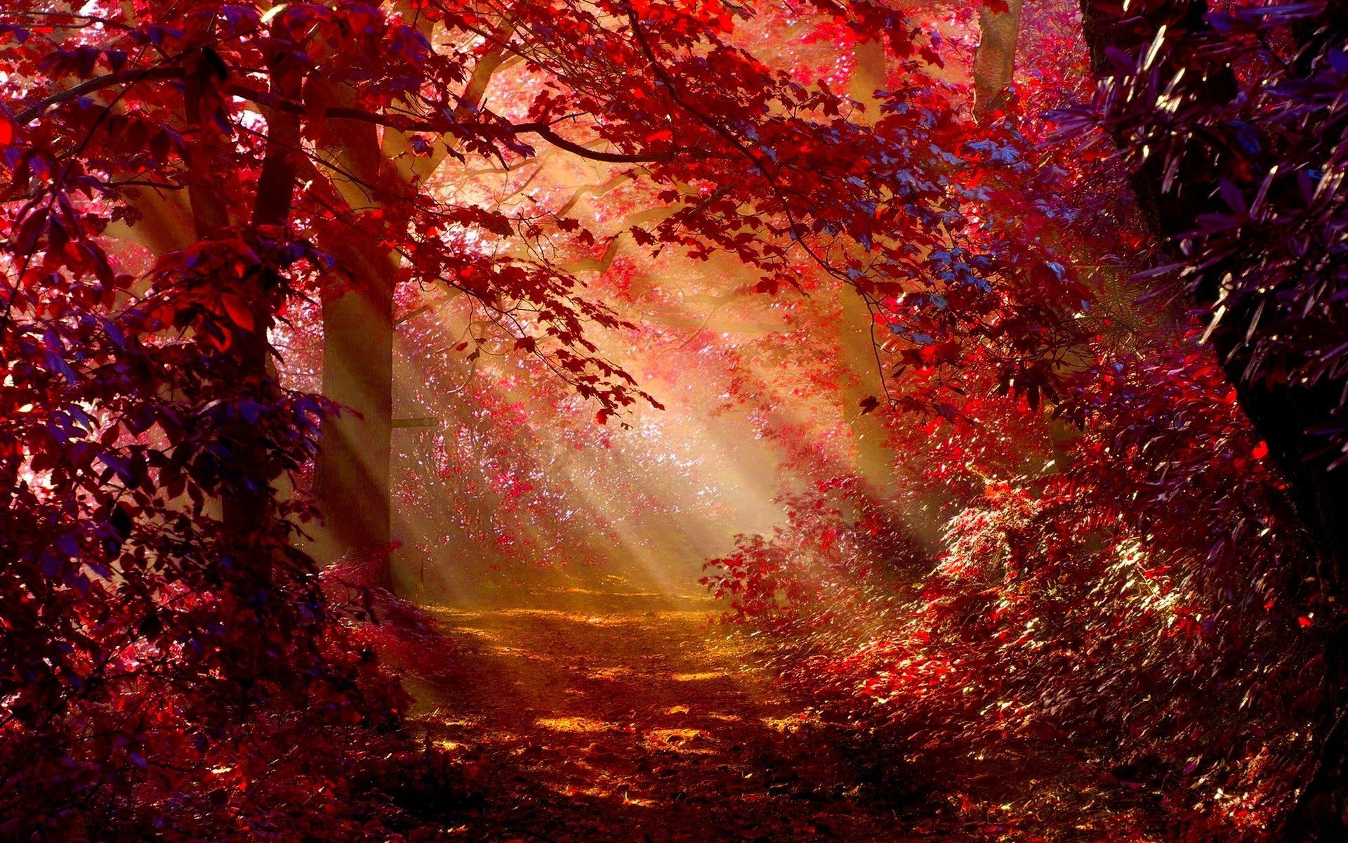 1920x1200 Autumn Forest Wallpaper Free Autumn Forest Background, Desktop