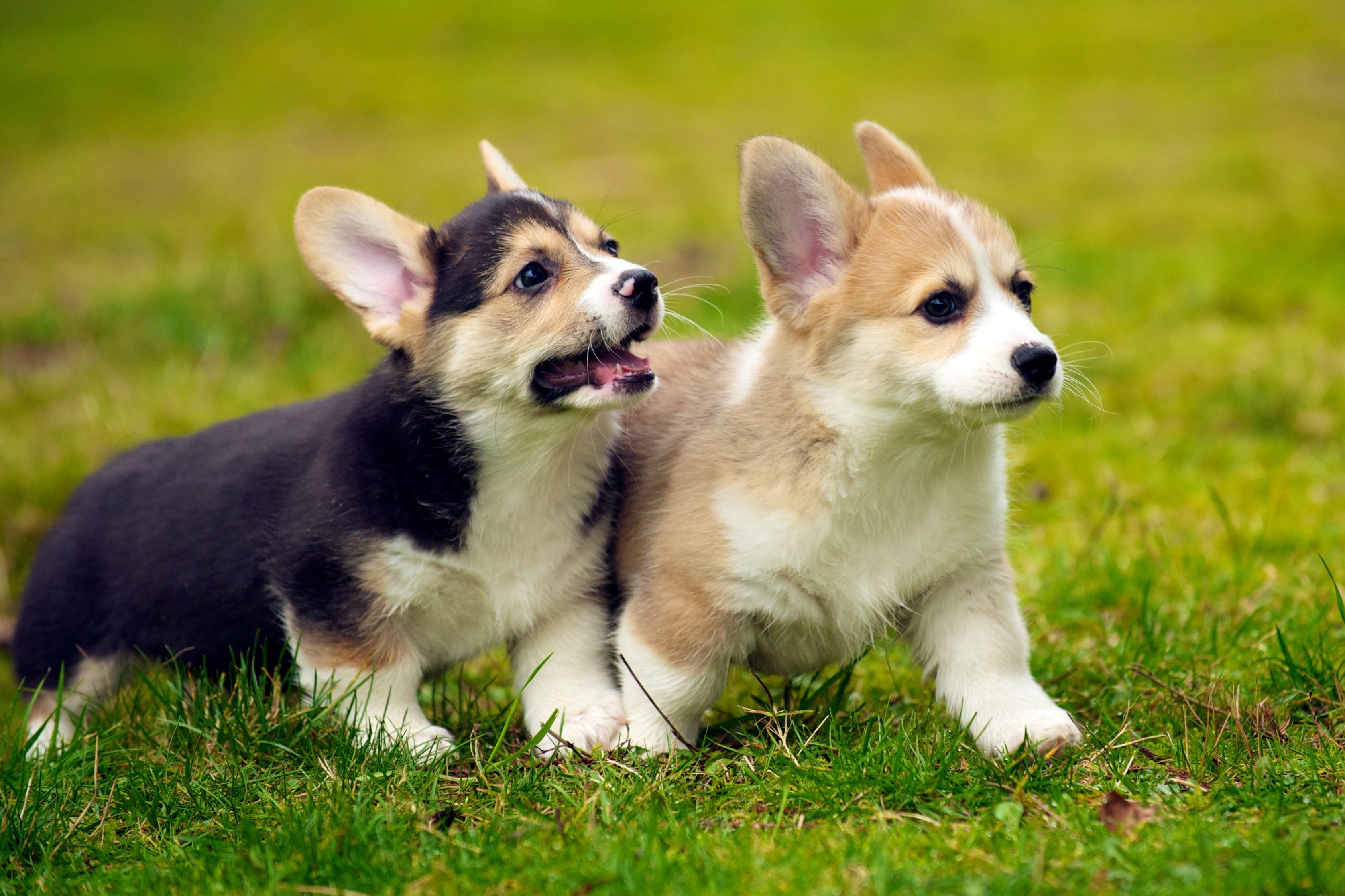 3360x2240 Corgi HD Wallpaper, Desktop