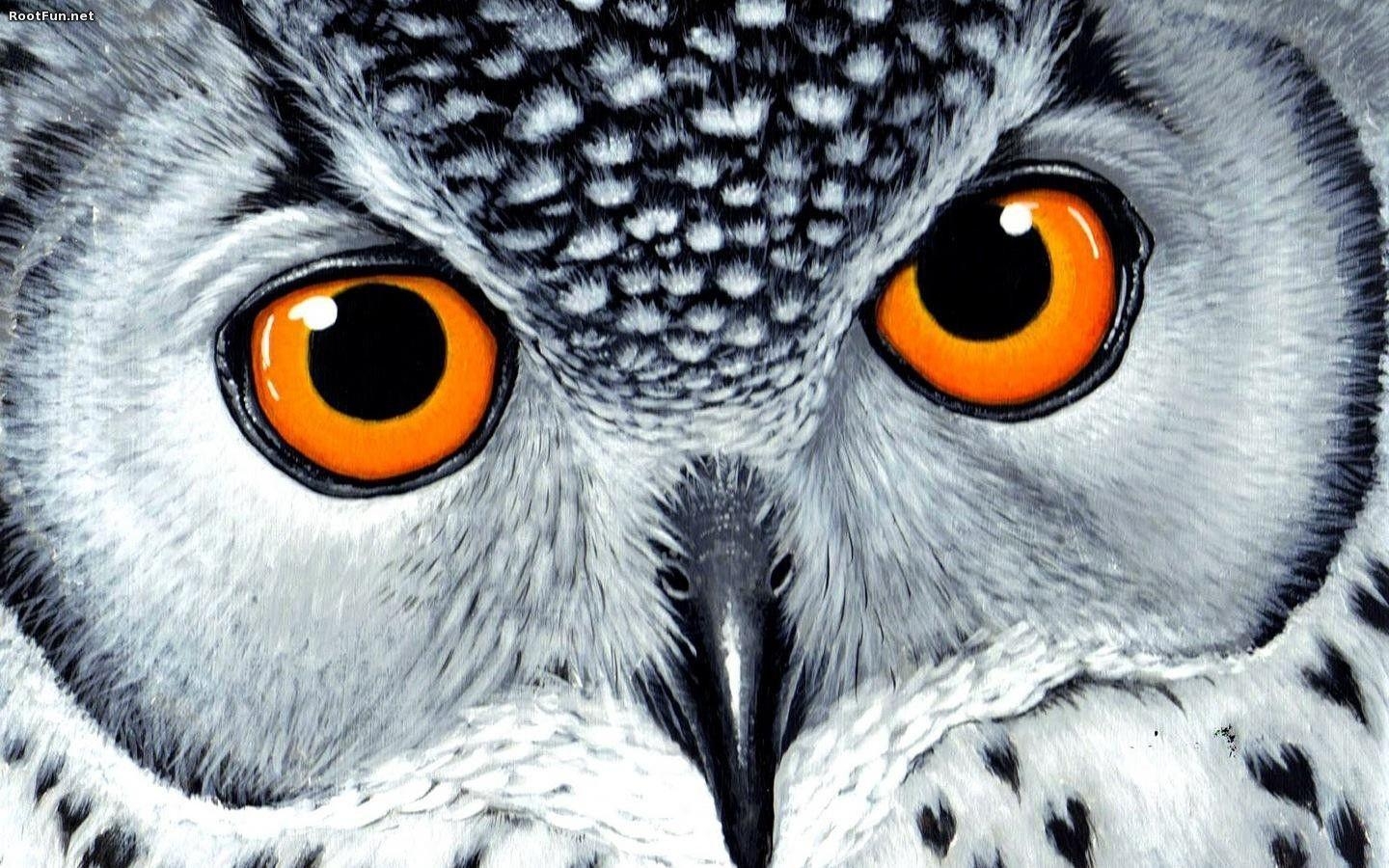 1440x900 A selection of 10 Image of Owl in HD quality, Desktop