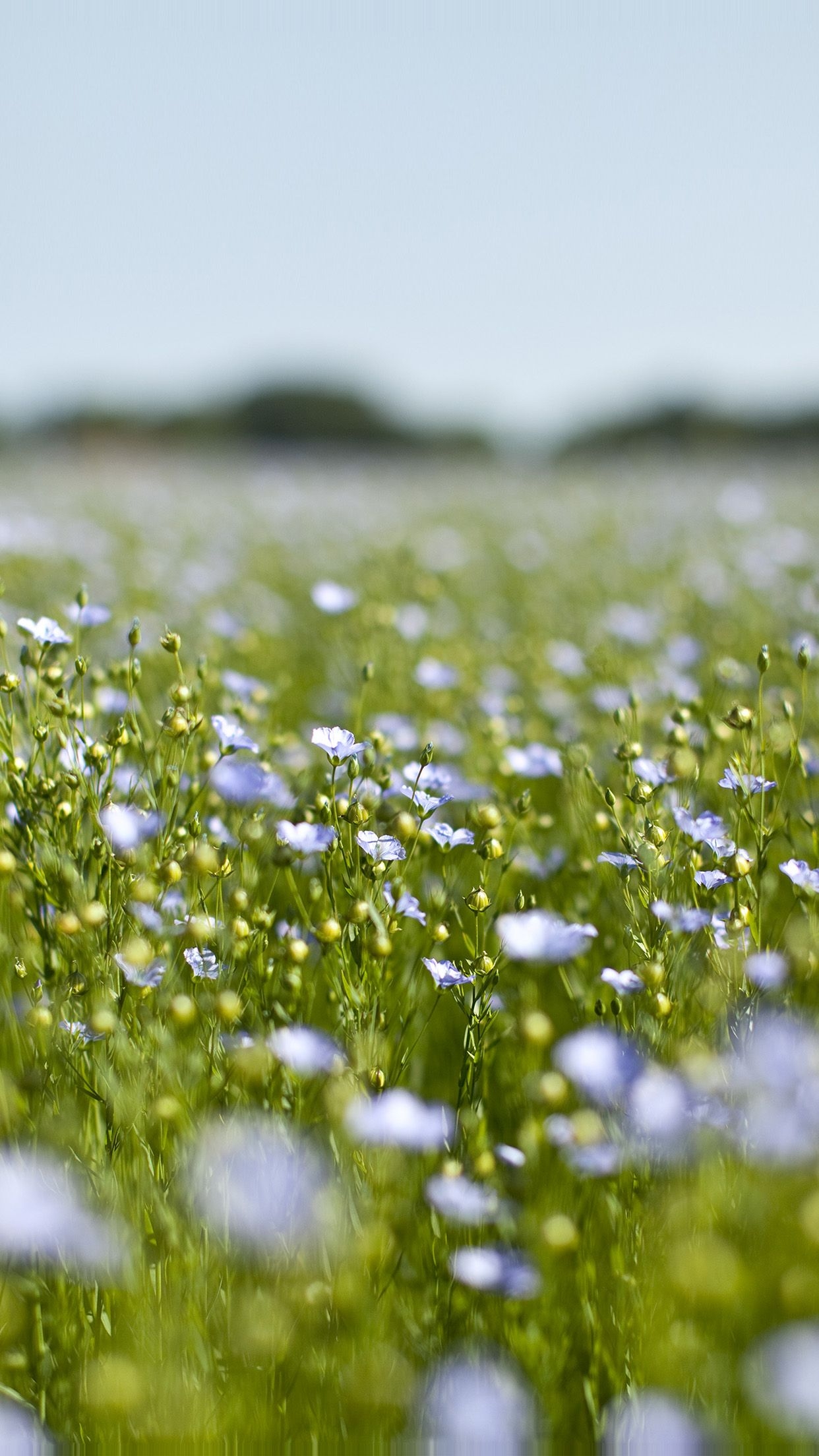 1250x2210 Field Green Cosmos Flower Spring Nature Android wallpaper HD wallpaper, Phone